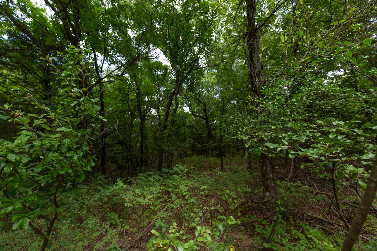 Timber Ridge Tract 54 photo 7