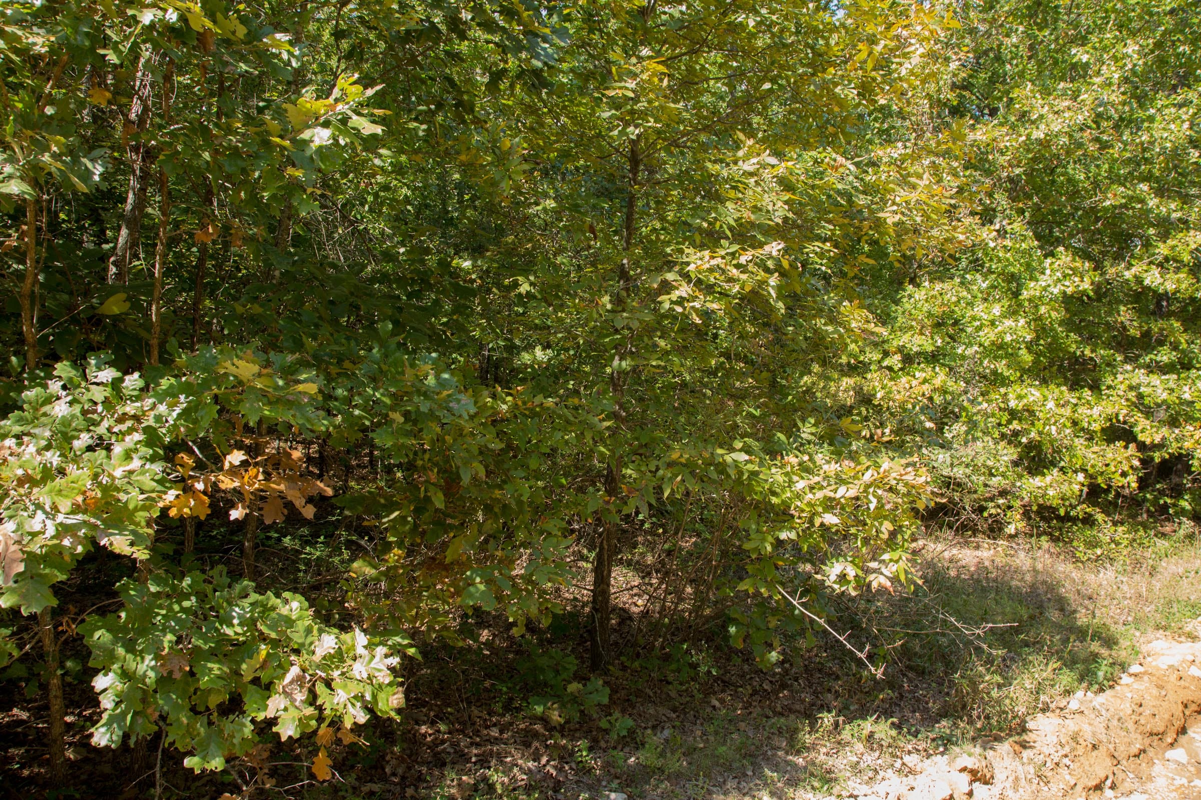 Wagon Wheel Ranch Tract 9 photo 6