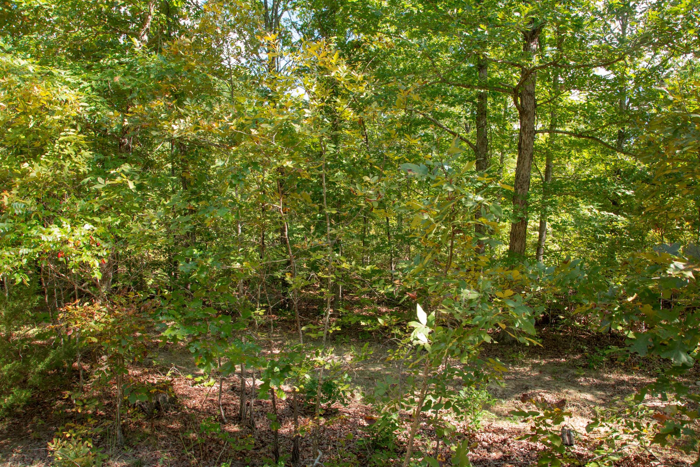 Wagon Wheel Ranch Tract 9 photo 7
