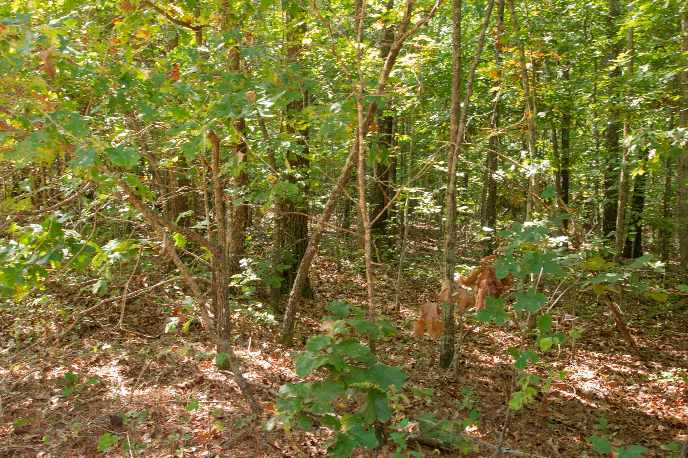 Wagon Wheel Ranch Tract 9 photo 10