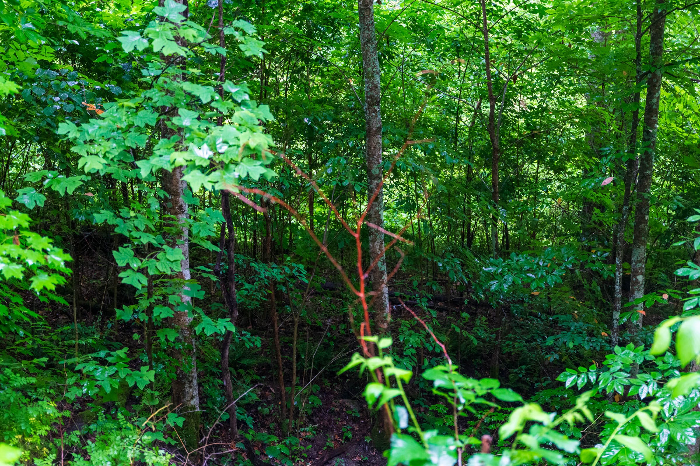 Bluffview Tract 9 photo 18