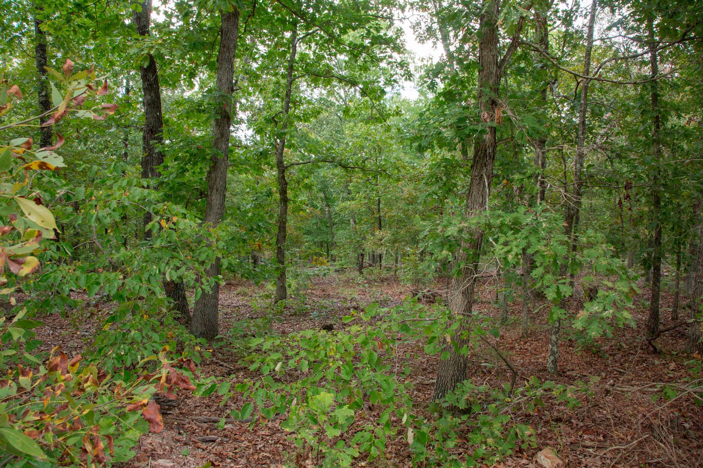 Wagon Wheel Ranch Tract 24 photo 5