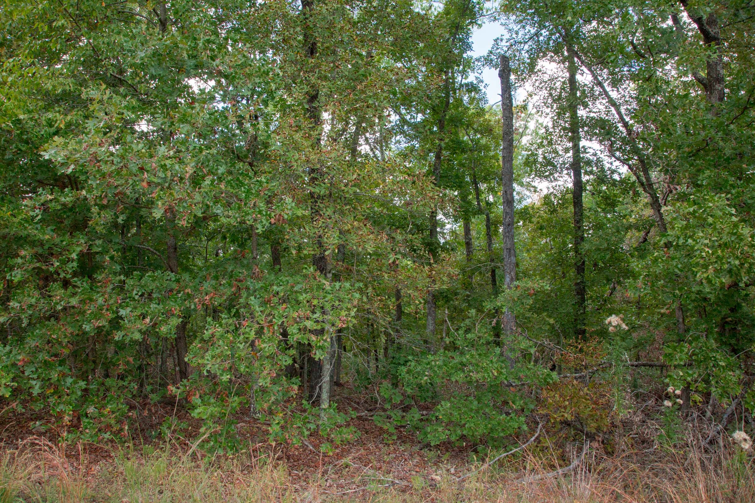 Wagon Wheel Ranch Tract 24 photo 6