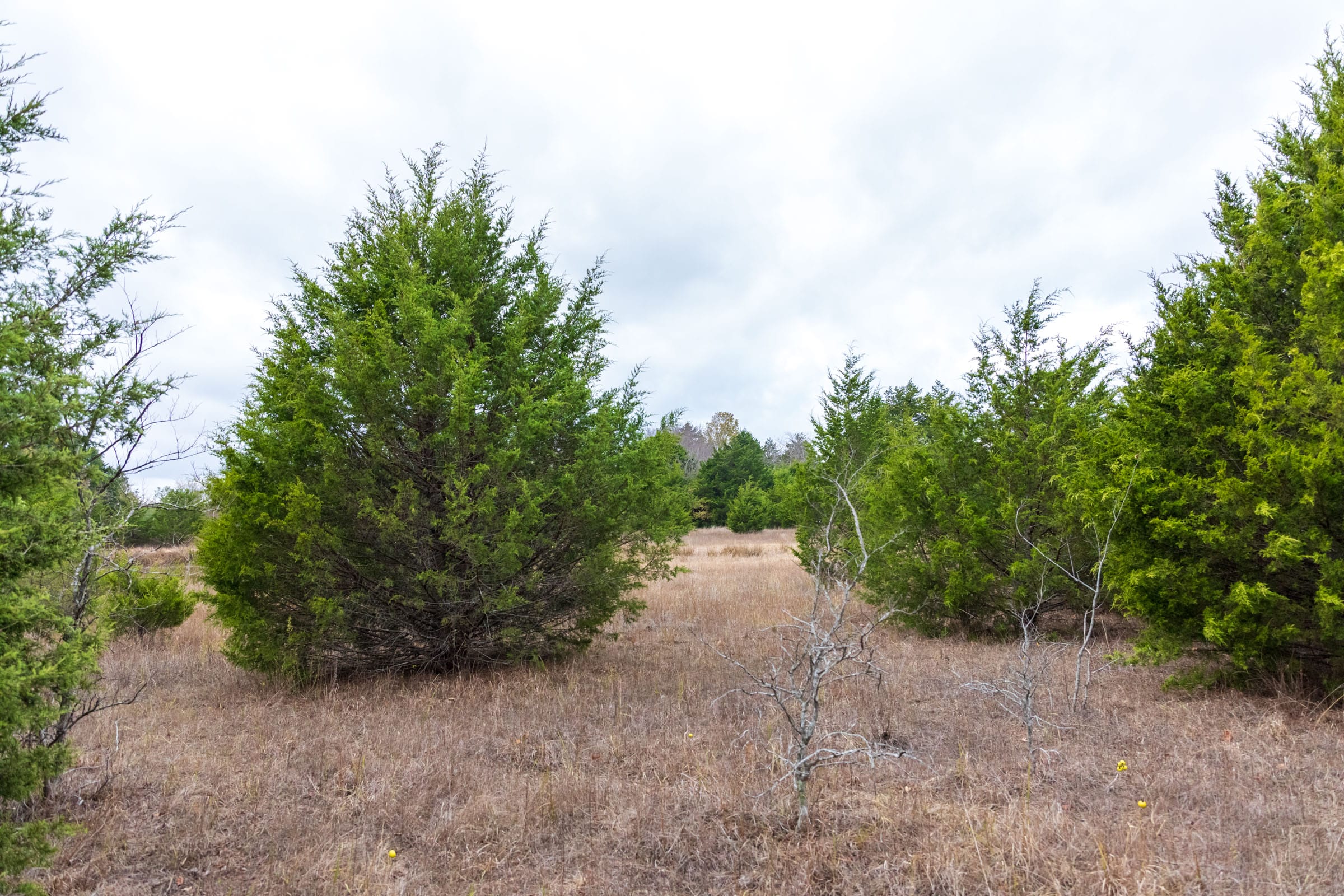 Crystal Springs Tract 7 photo 8