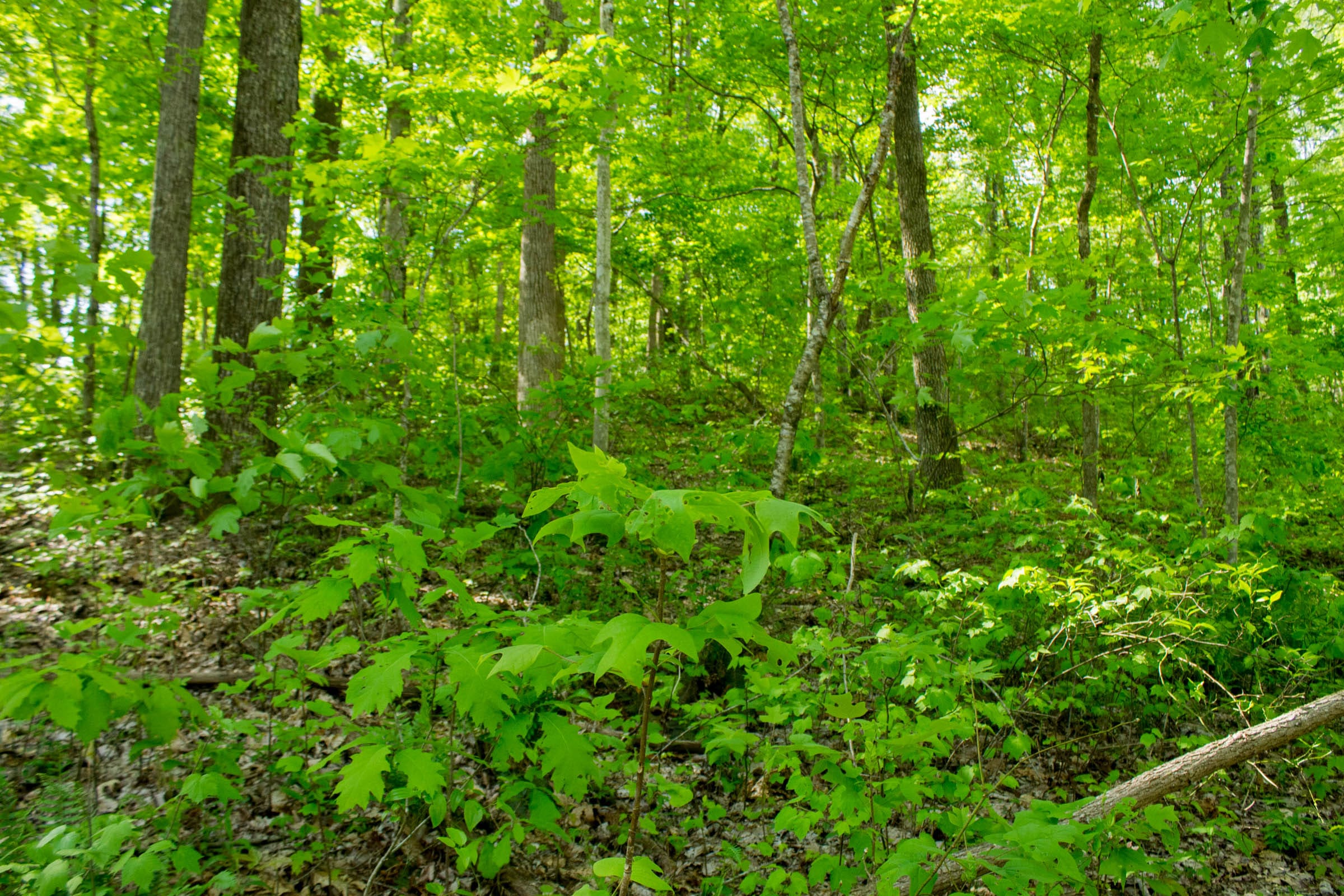 Trails End Tract 18 photo 4