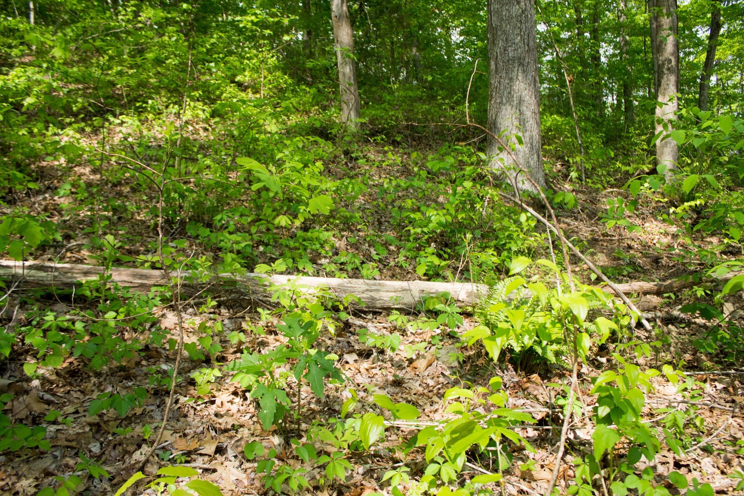 Trails End Tract 18 photo 8