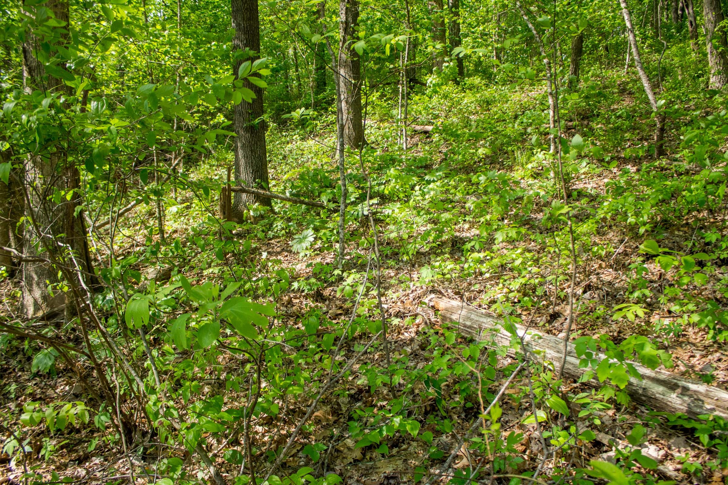 Trails End Tract 18 photo 9
