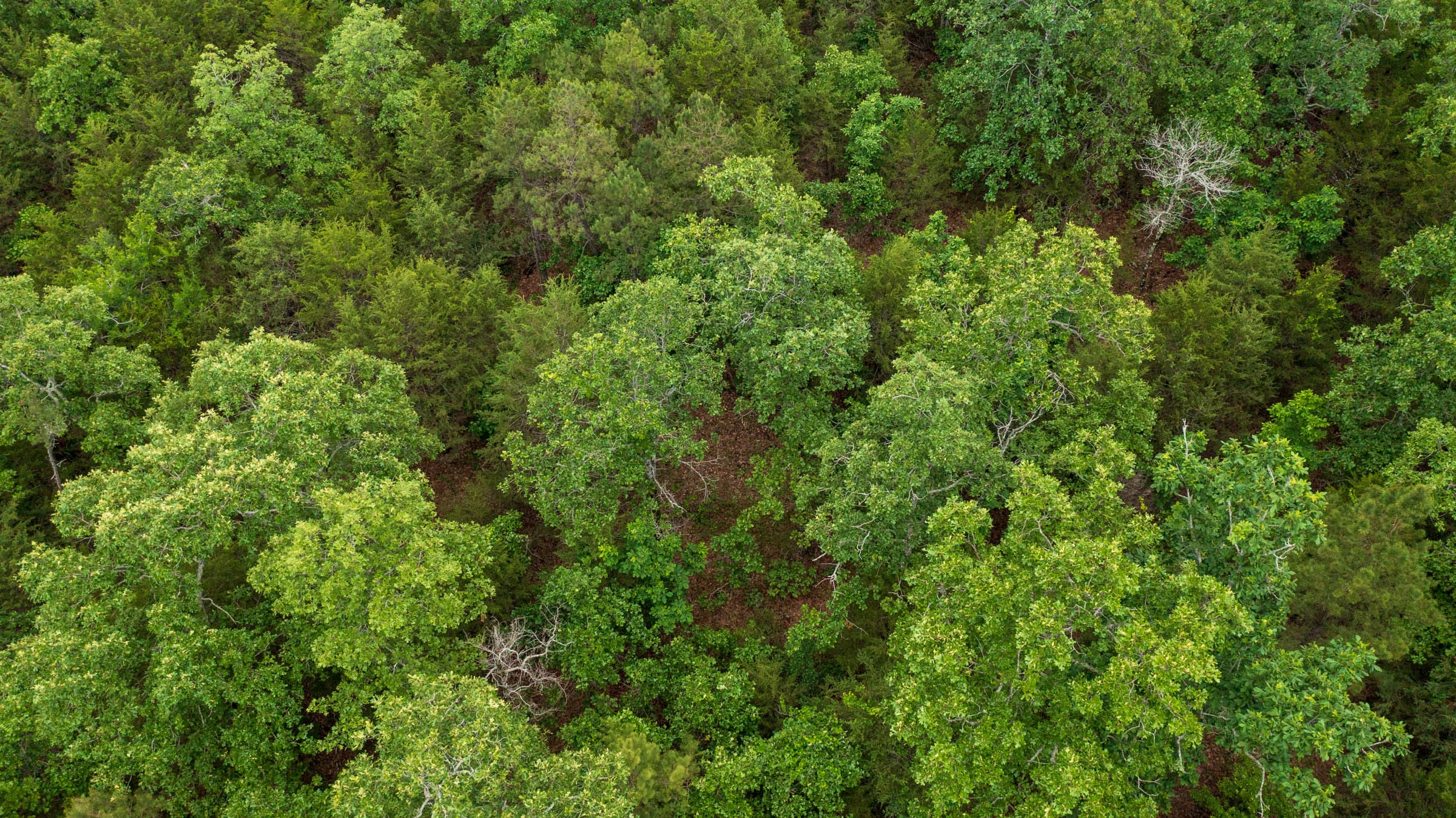 Falcon Crest Tract 2 photo 13