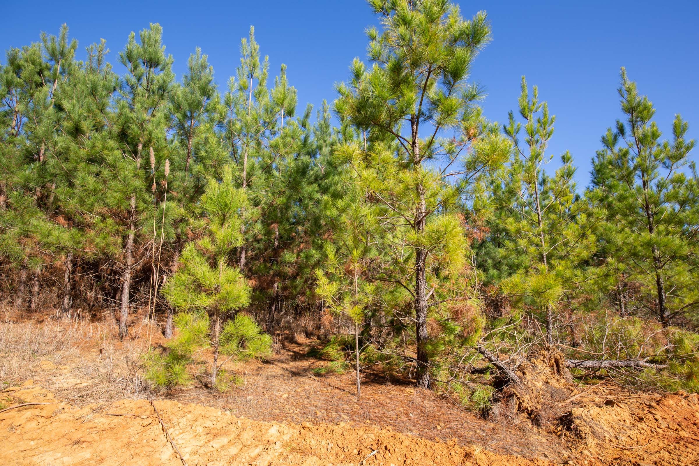 Pine Ridge Tract 10 photo 4