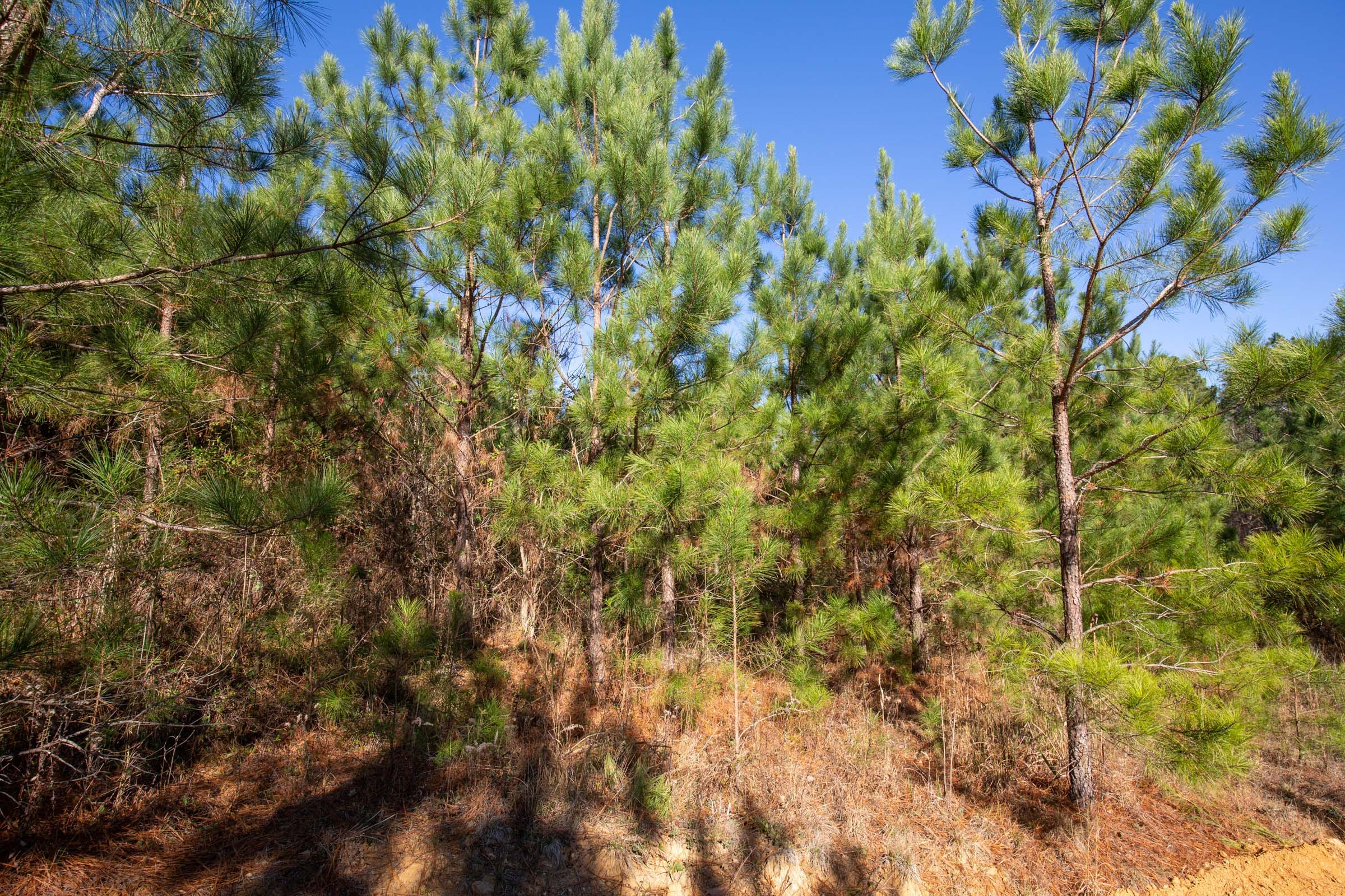 Pine Ridge Tract 10 photo 6