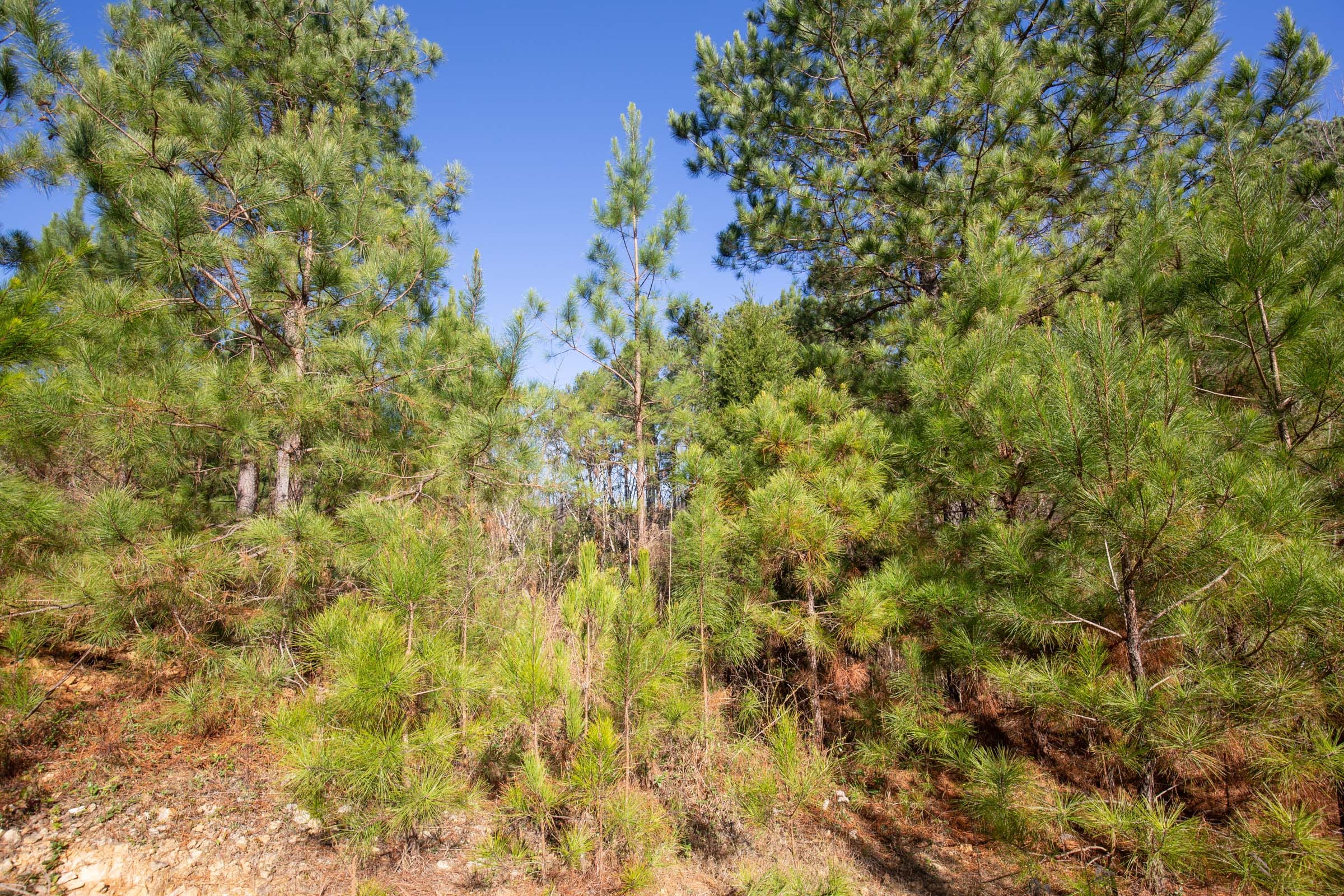 Pine Ridge Tract 10 photo 9