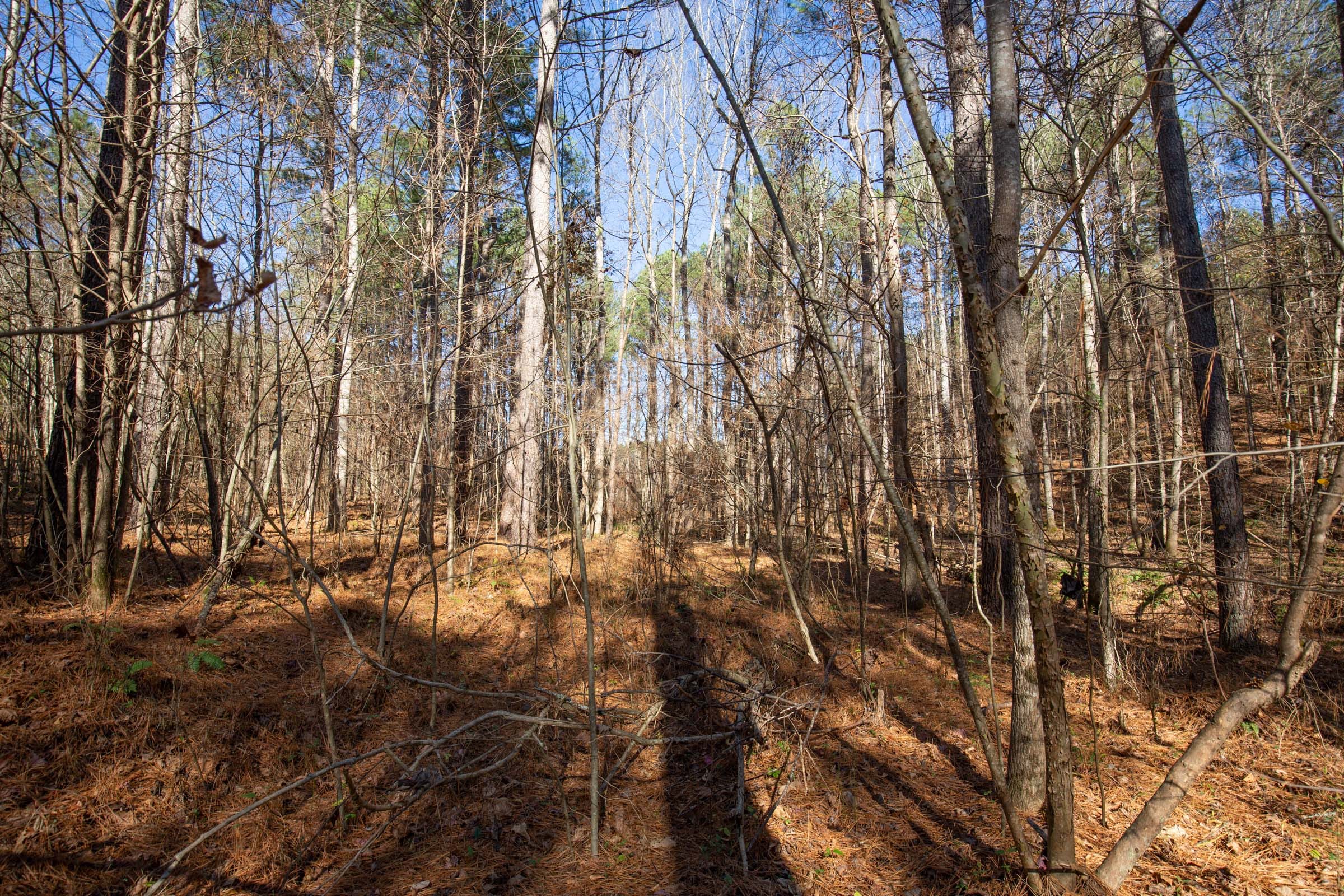 Pine Ridge Tract 10 photo 11