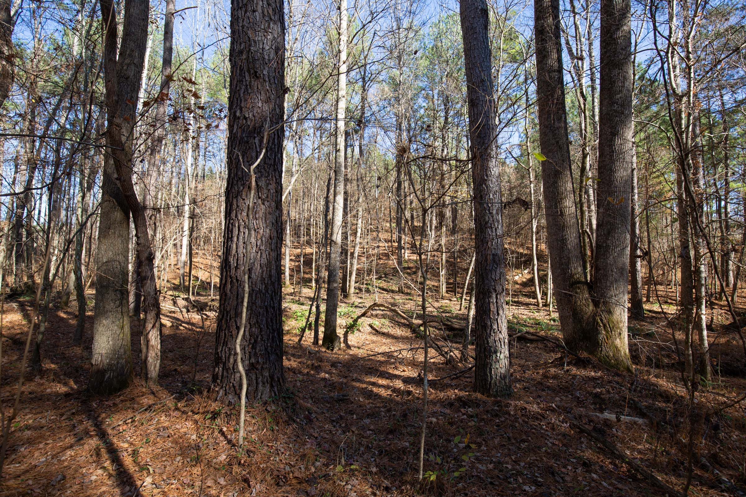 Pine Ridge Tract 10 photo 12