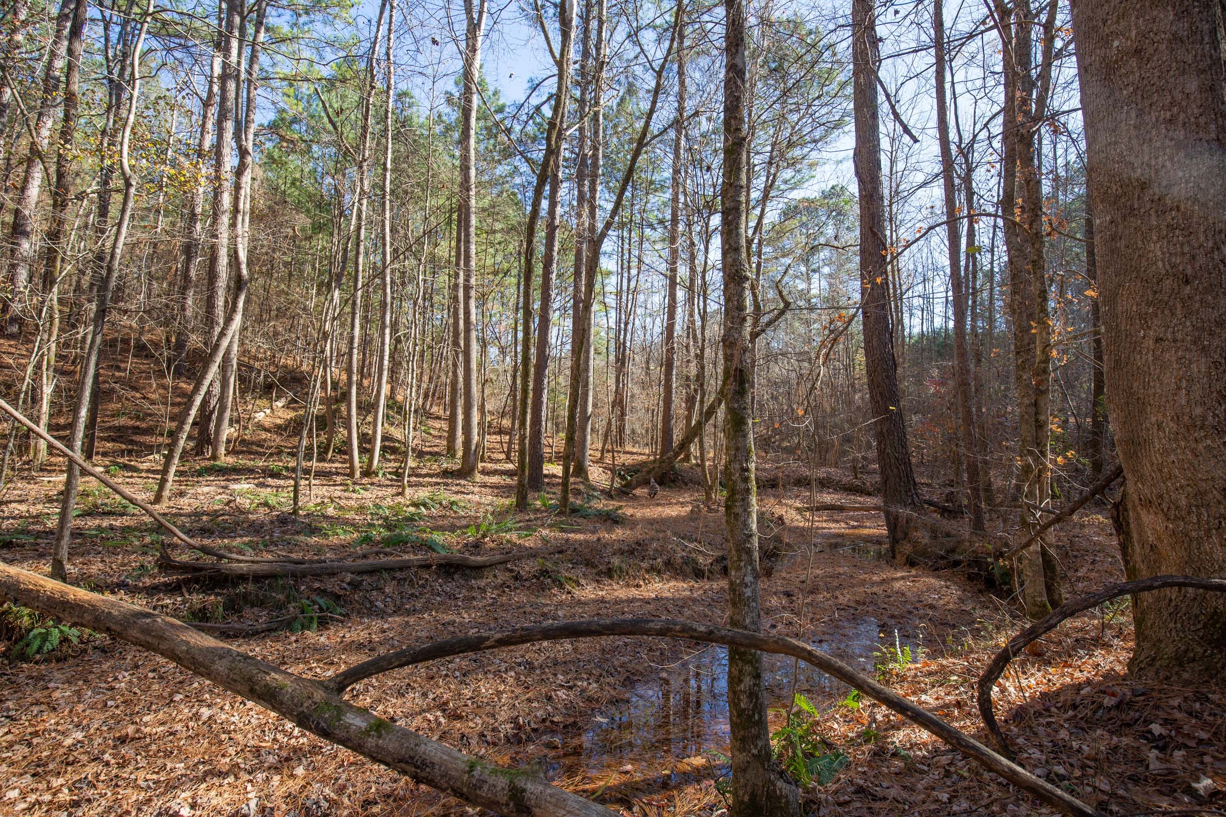 Pine Ridge Tract 10 photo 13