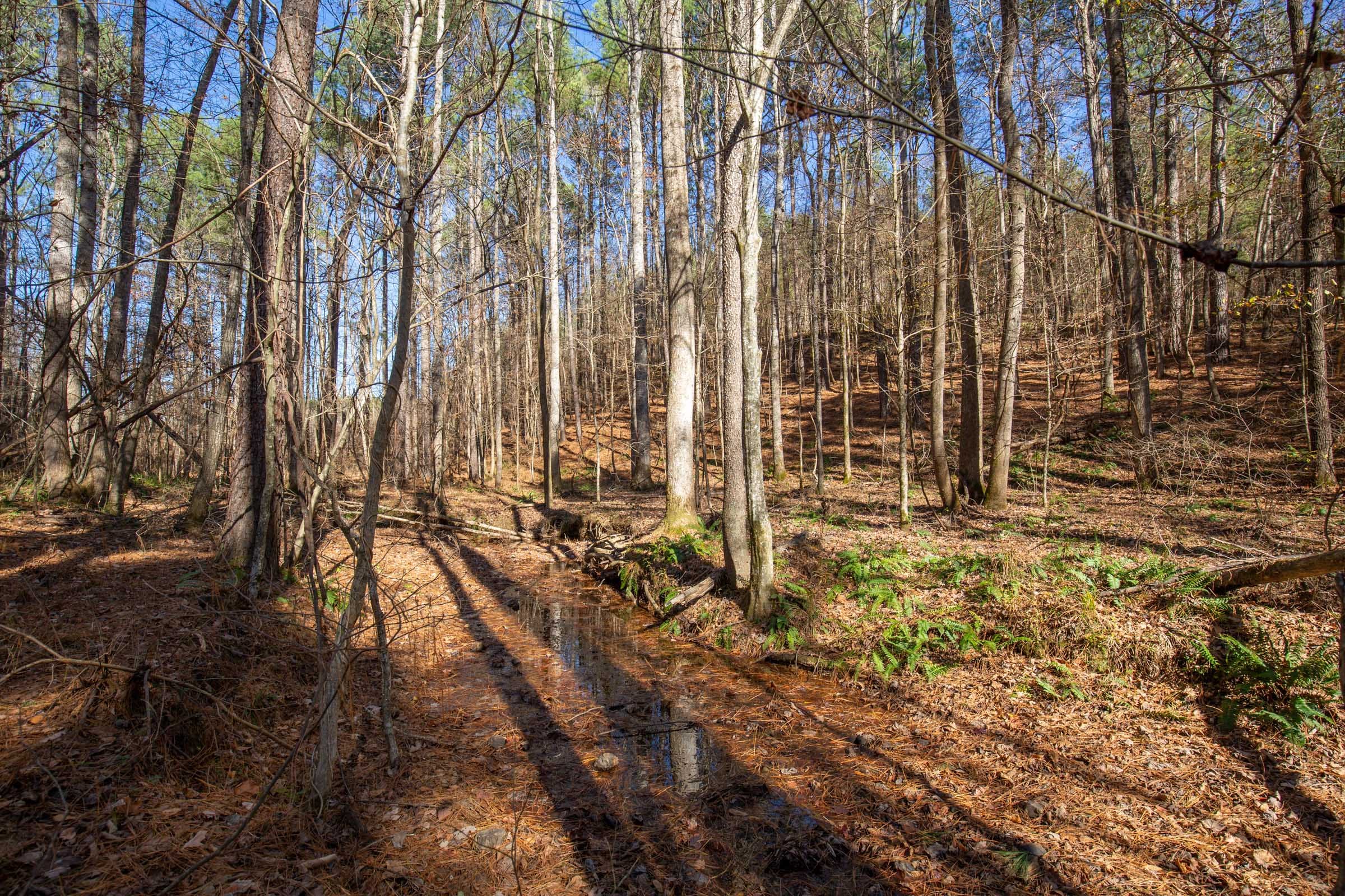 Pine Ridge Tract 10 photo 2
