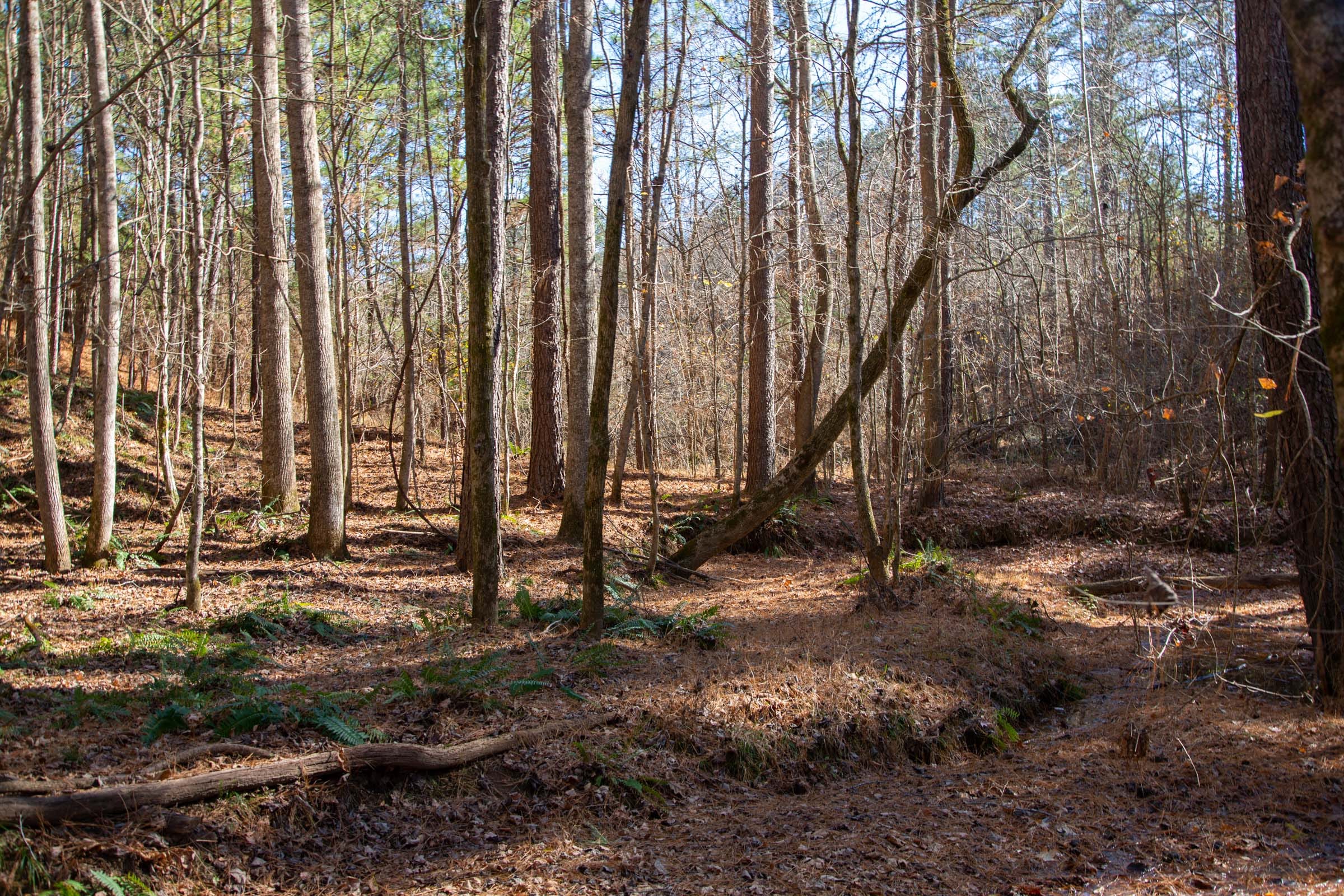 Pine Ridge Tract 10 photo 15