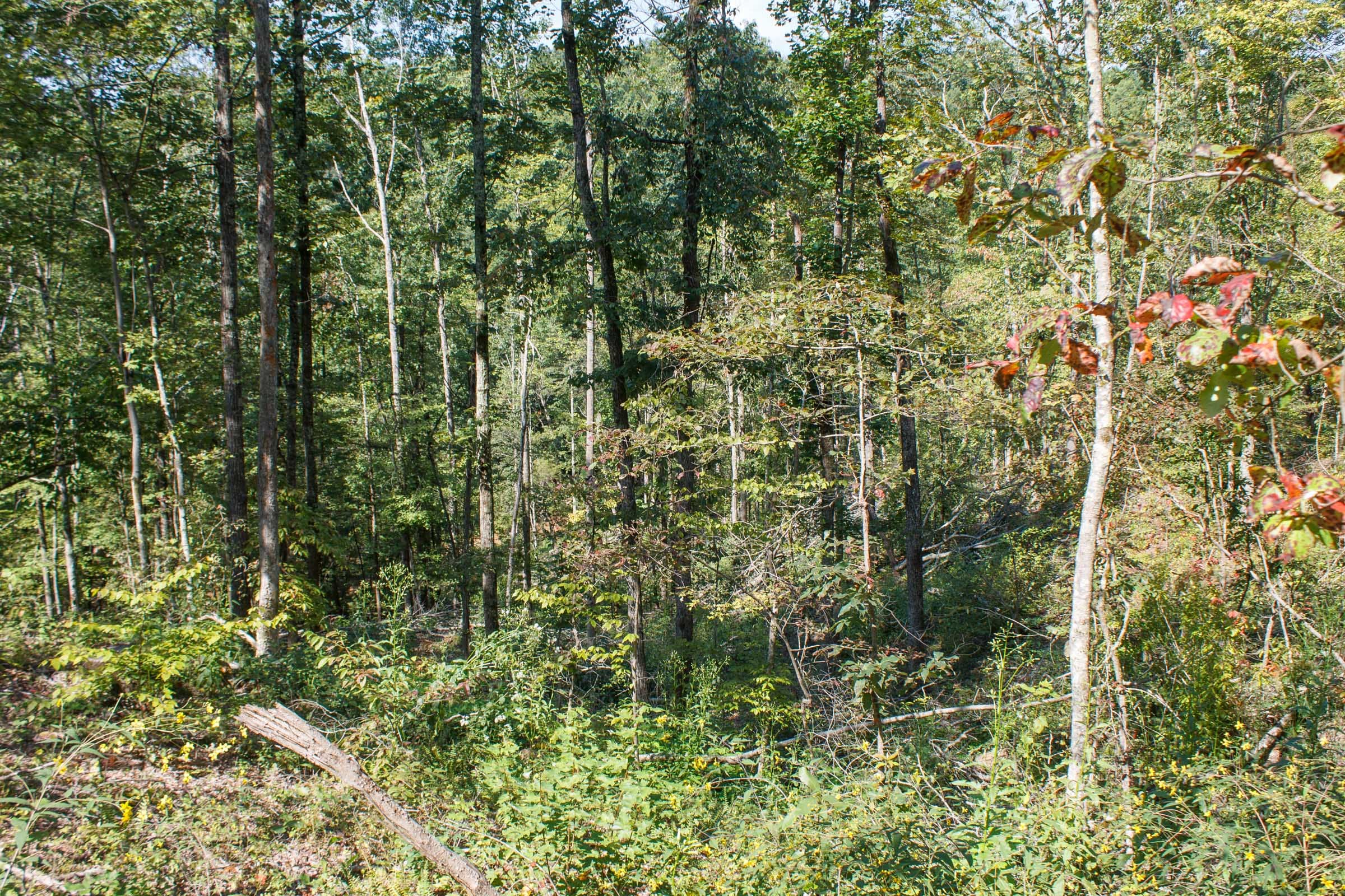 Wounded Oak Tract 5 photo 1