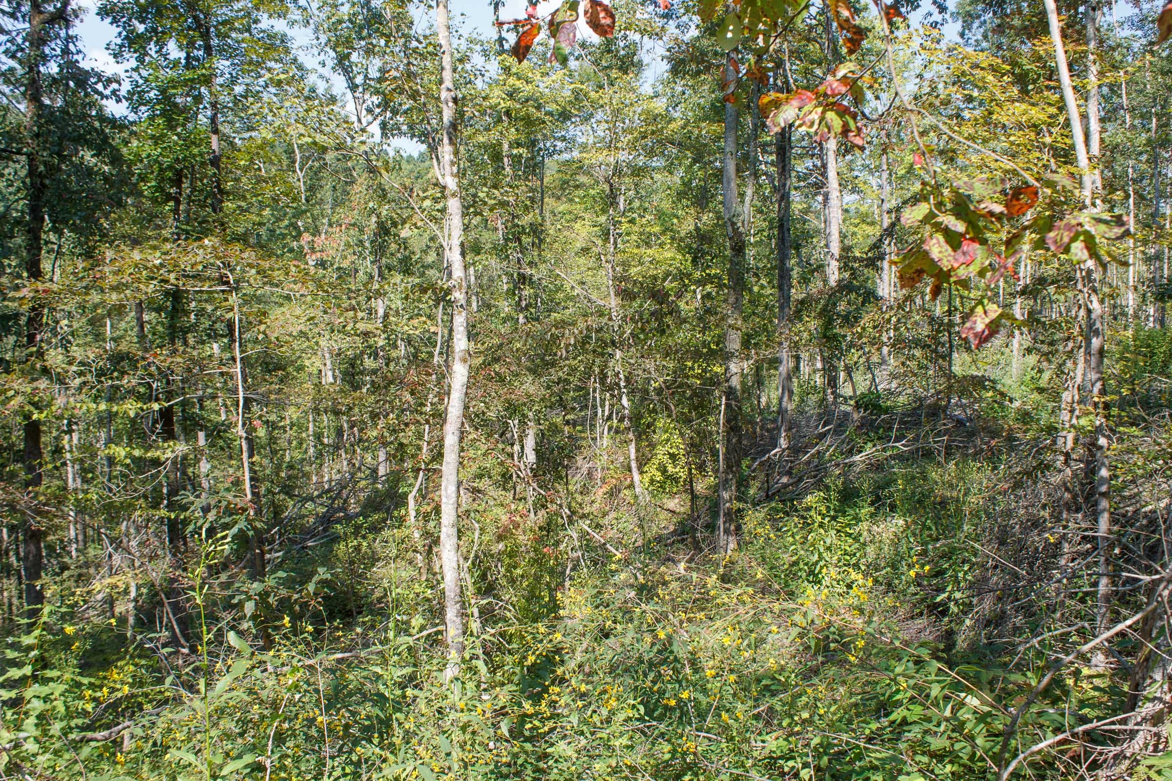 Wounded Oak Tract 5 photo 2