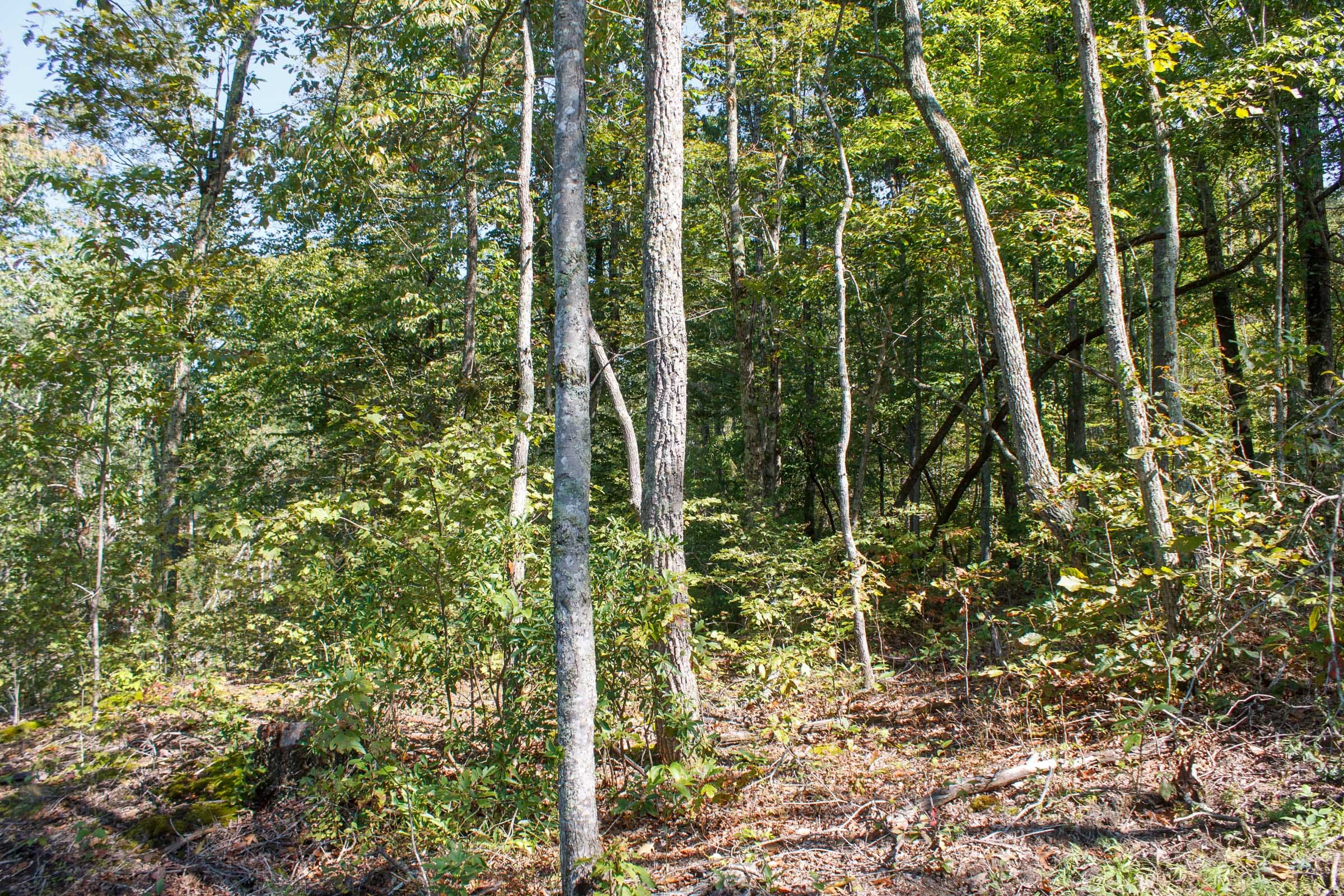 Wounded Oak Tract 5 photo 8