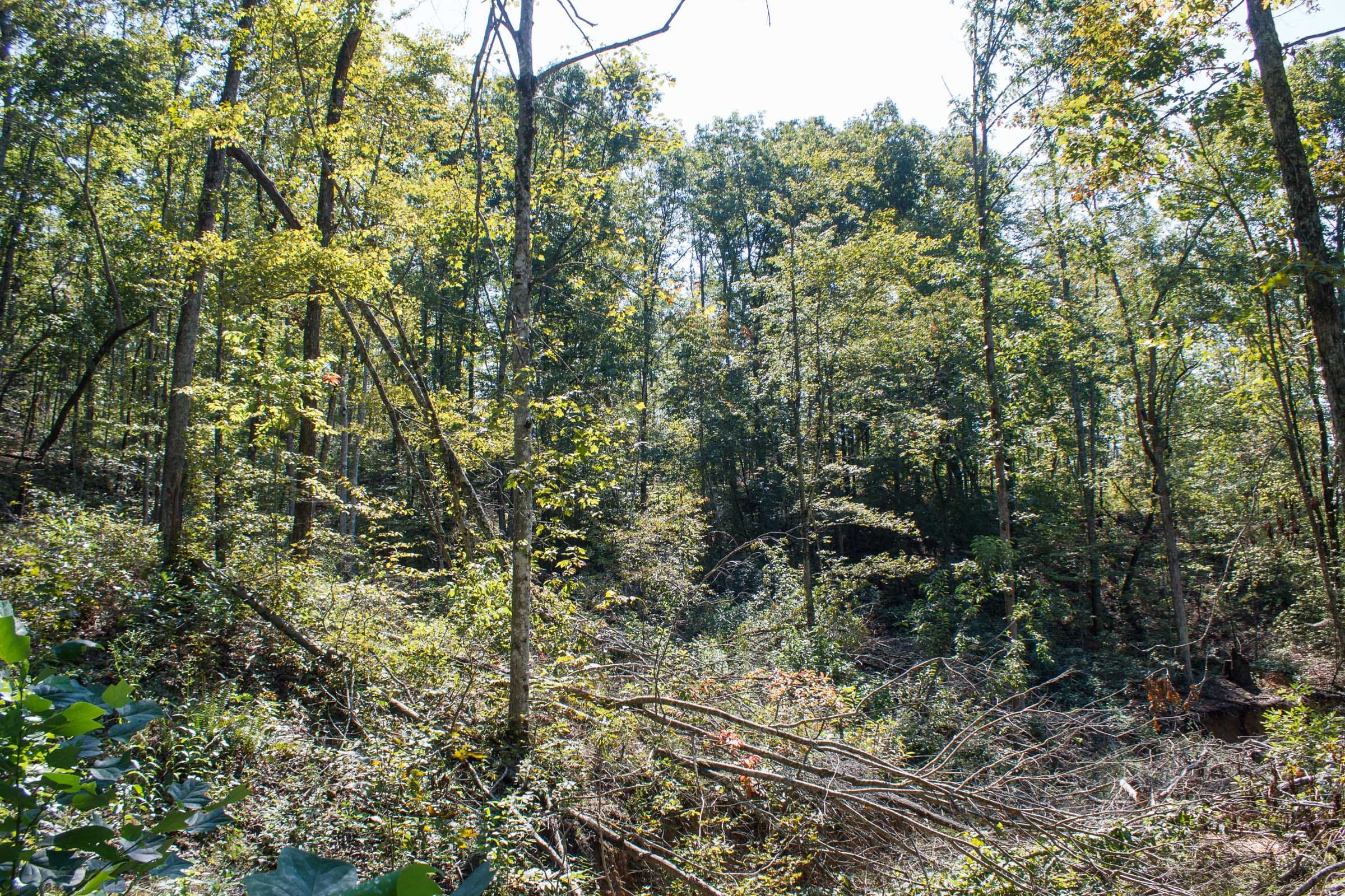 Wounded Oak Tract 5 photo 13