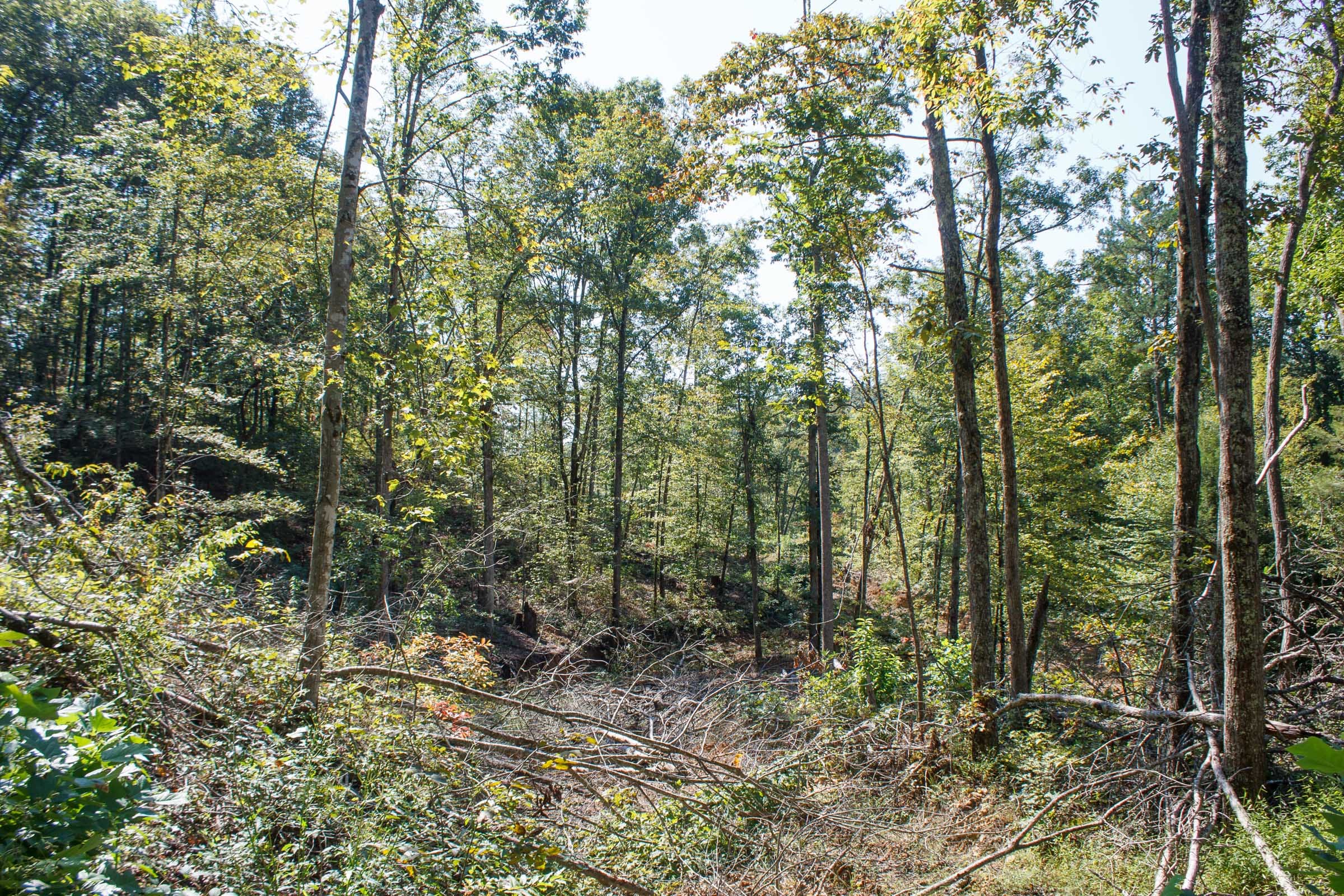 Wounded Oak Tract 5 photo 14