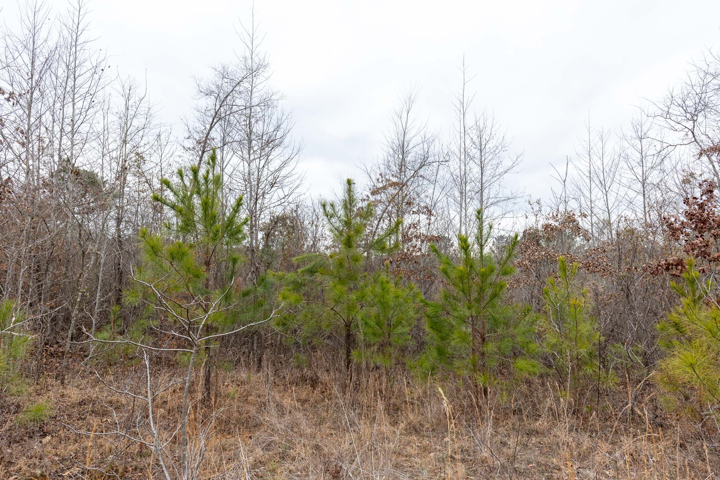 Baker Creek Tract 18 photo 3