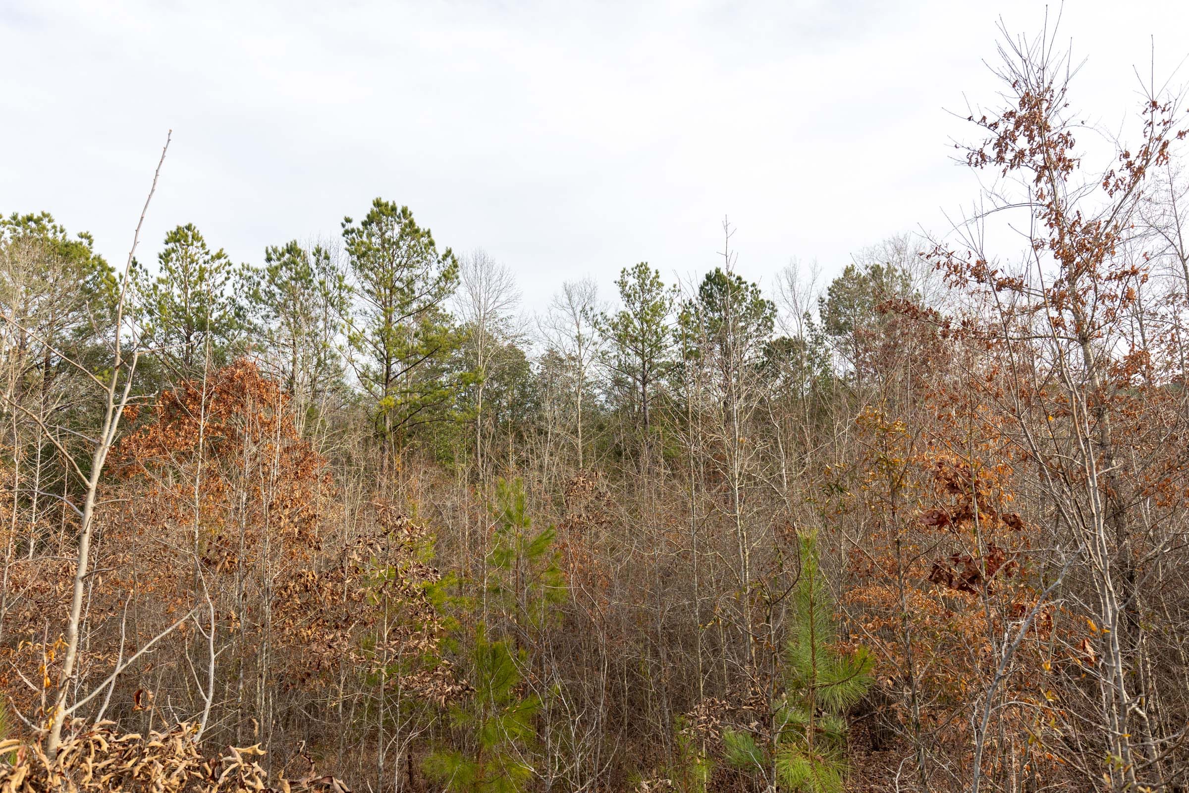 Baker Creek Tract 18 photo 7