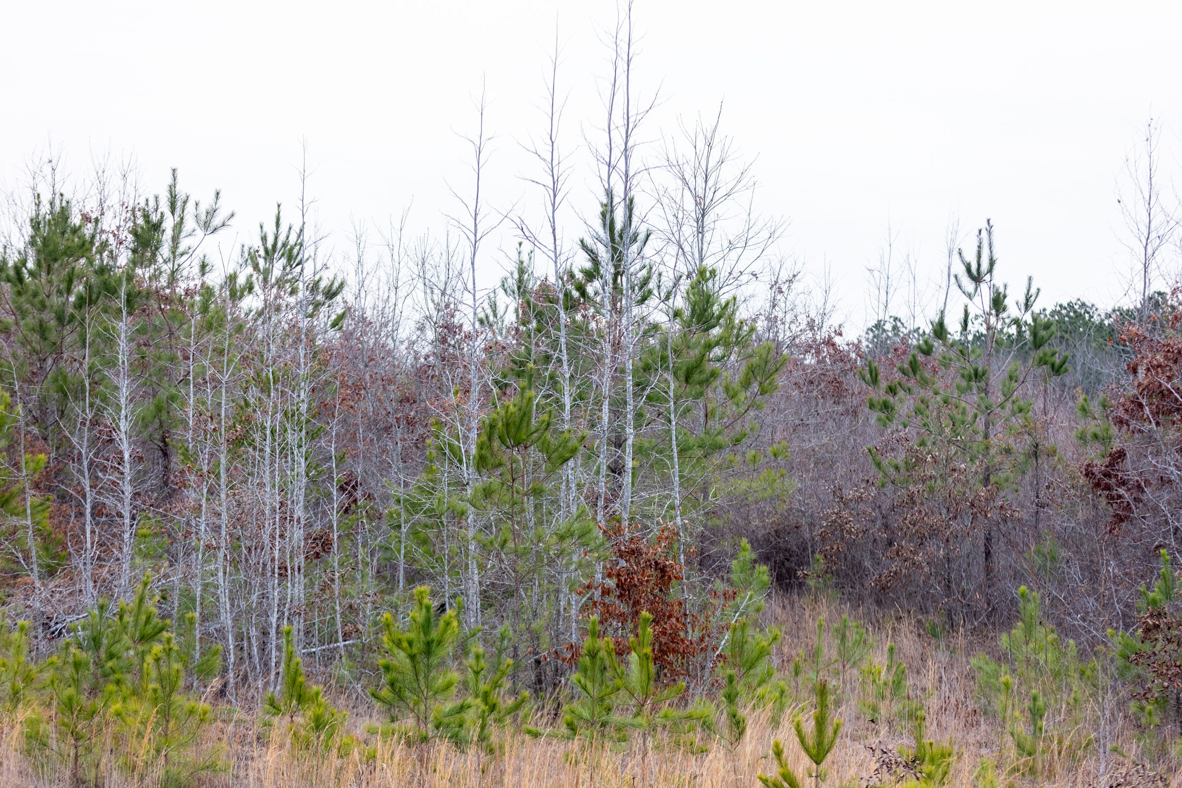 Baker Creek Tract 18 photo 2
