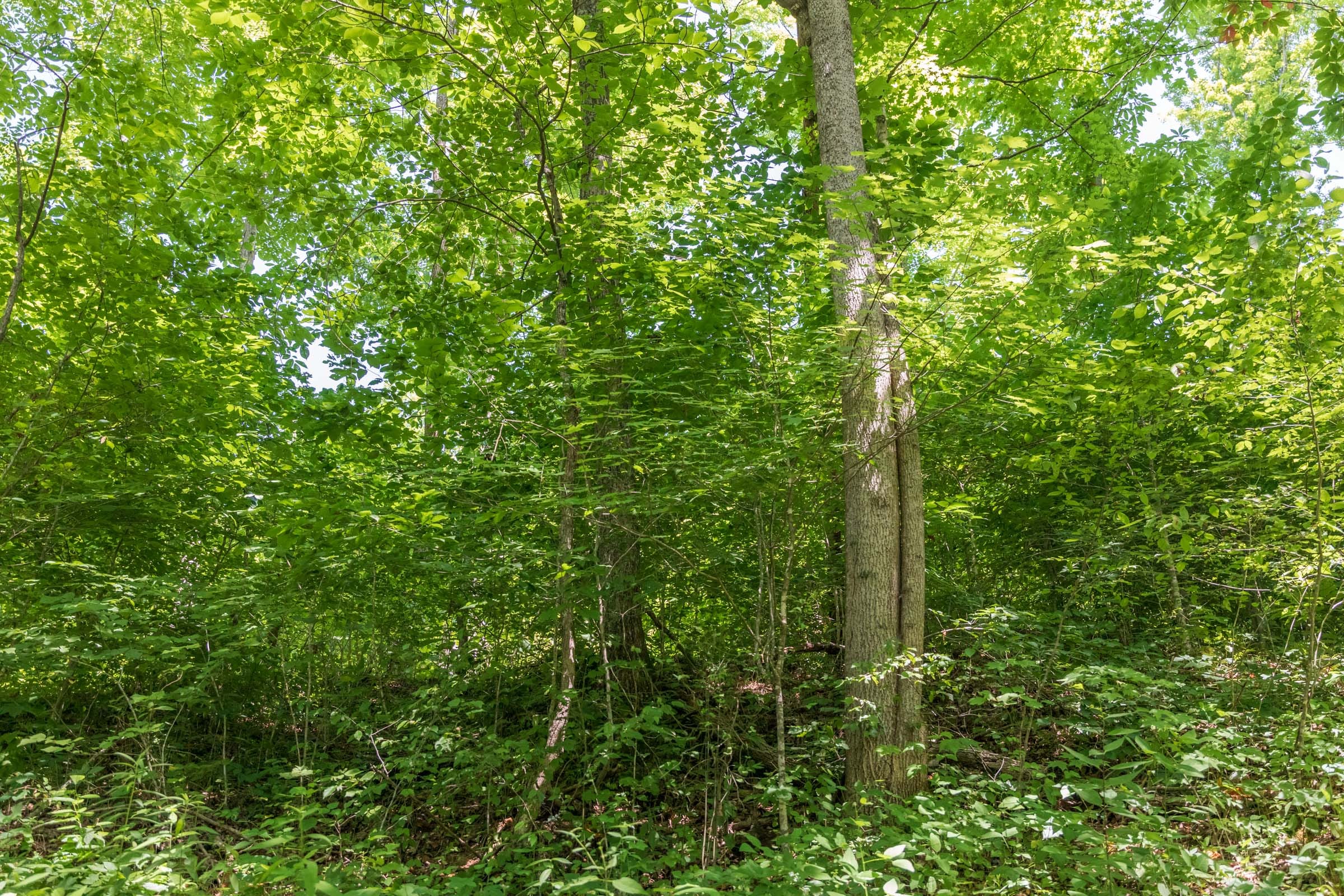 River’s Edge Tract 40 photo 2