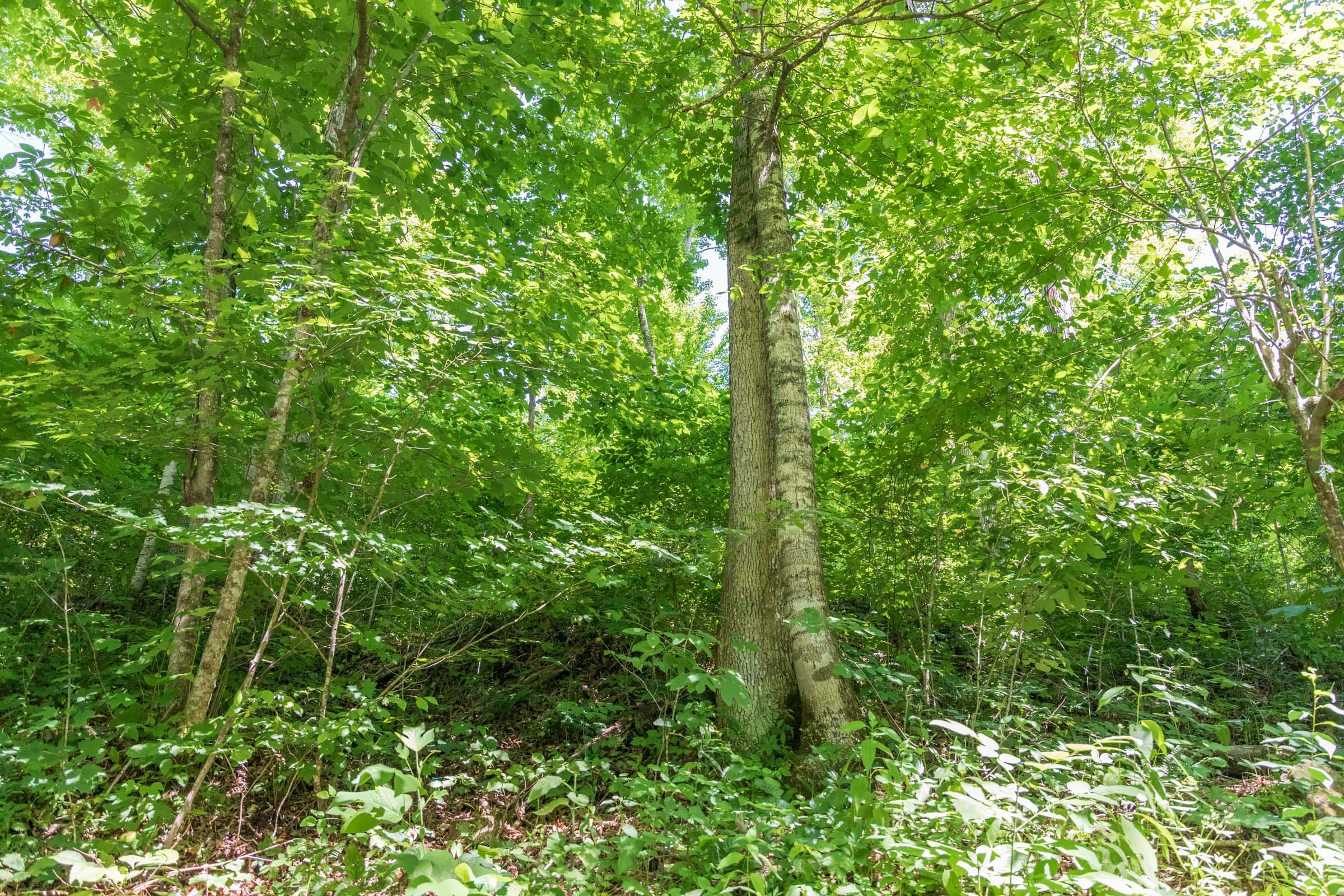 River’s Edge Tract 40 photo 3