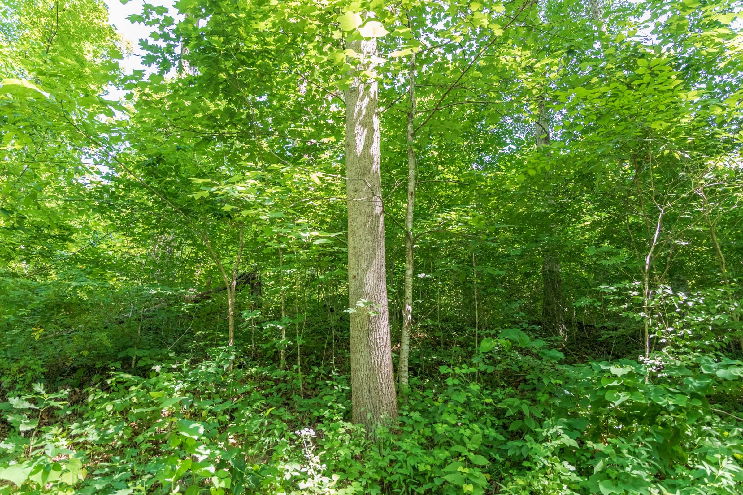 River’s Edge Tract 40 photo 4