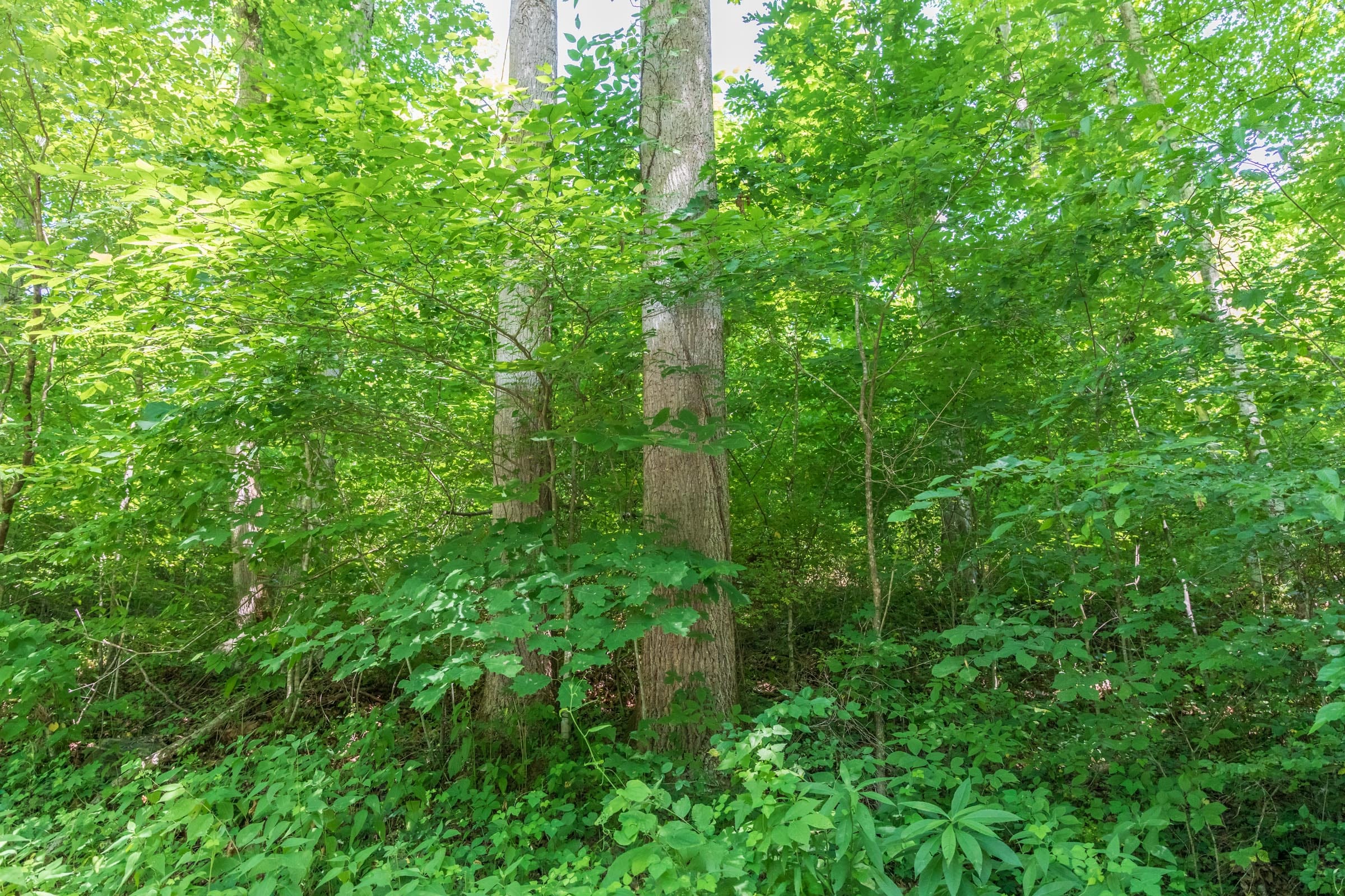River’s Edge Tract 40 photo 5