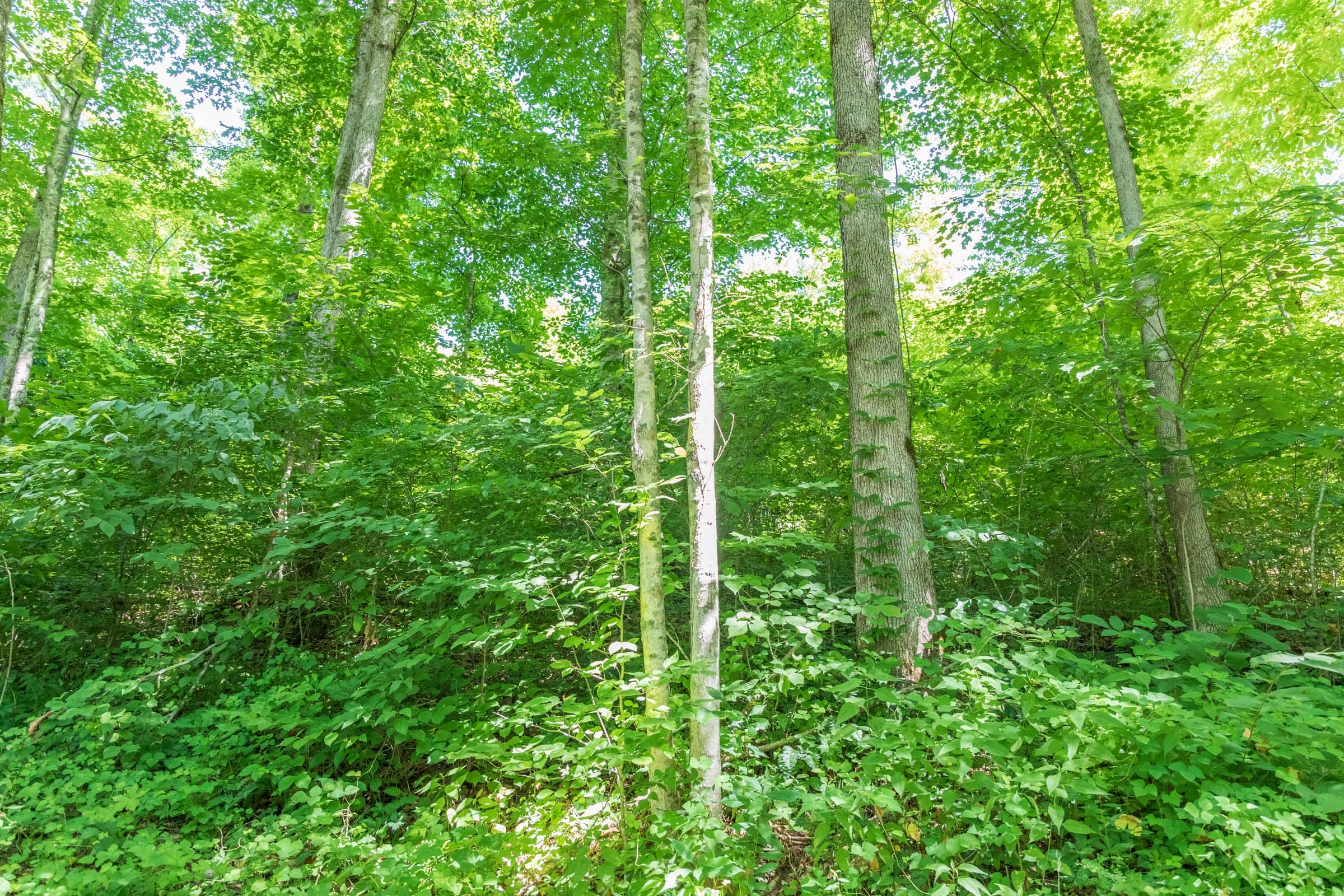 River’s Edge Tract 40 photo 6
