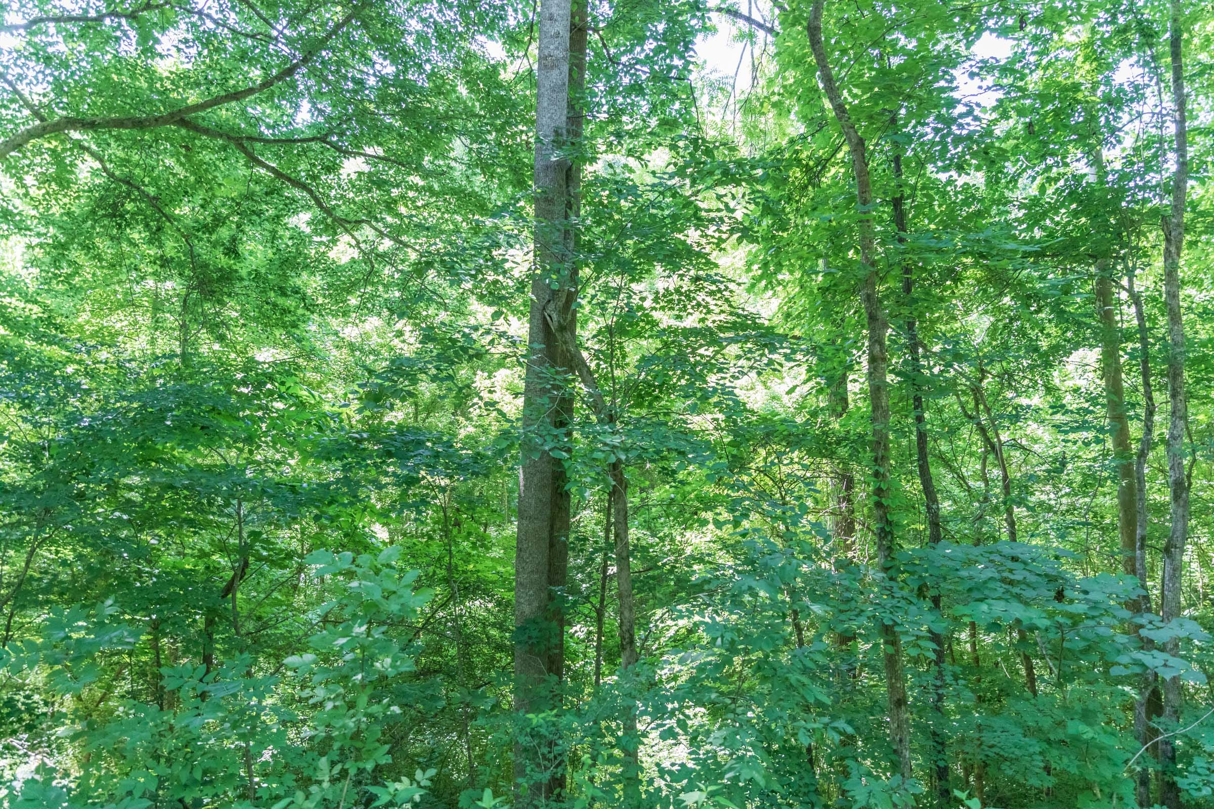 River’s Edge Tract 40 photo 7