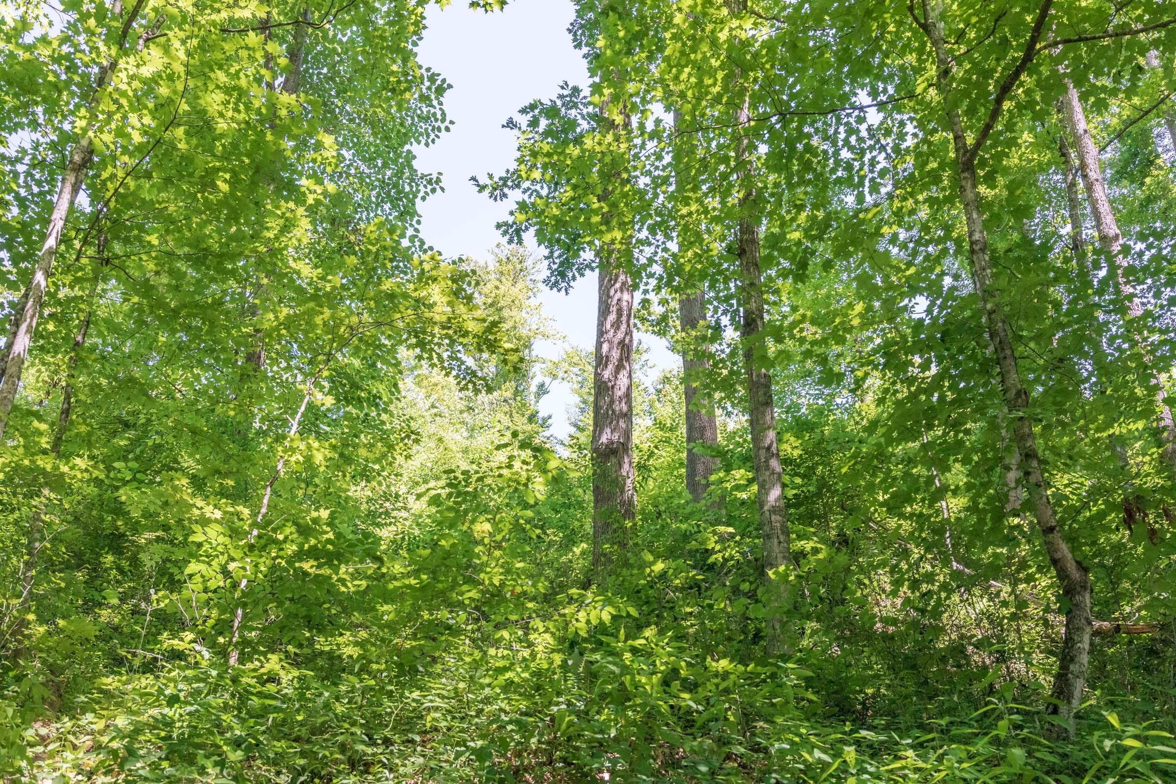 River’s Edge Tract 40 photo 9