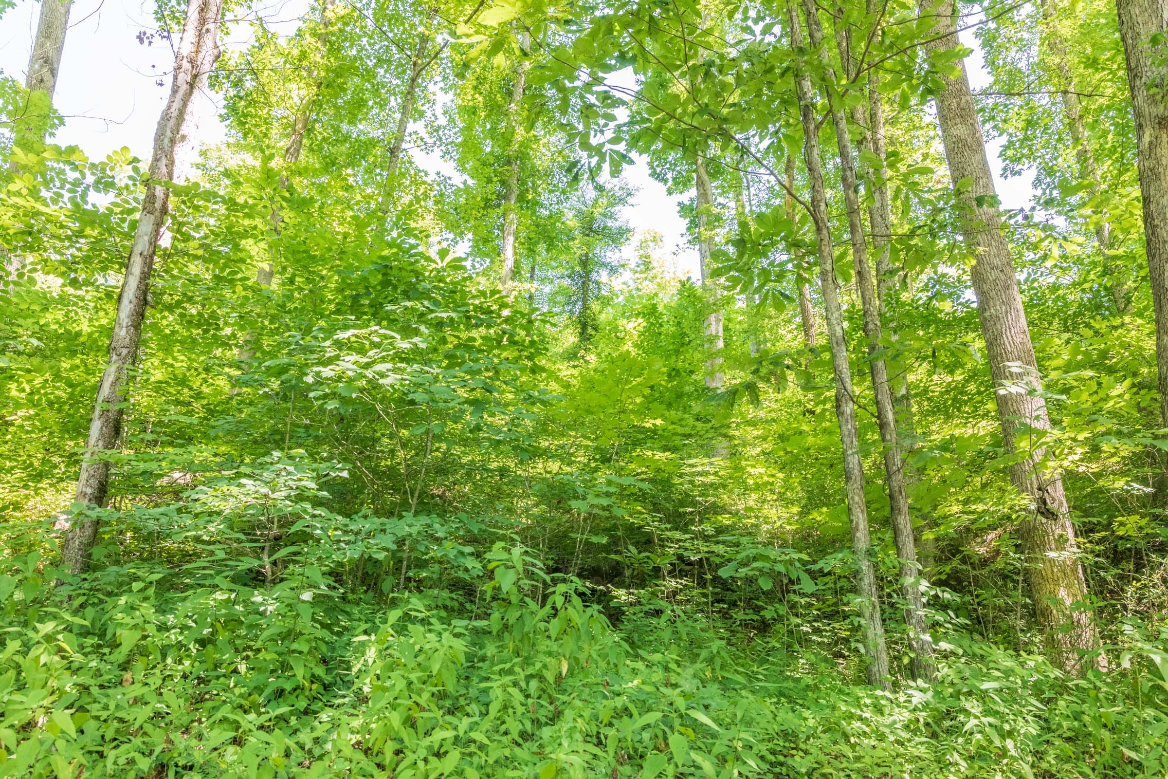 River’s Edge Tract 40 photo 10