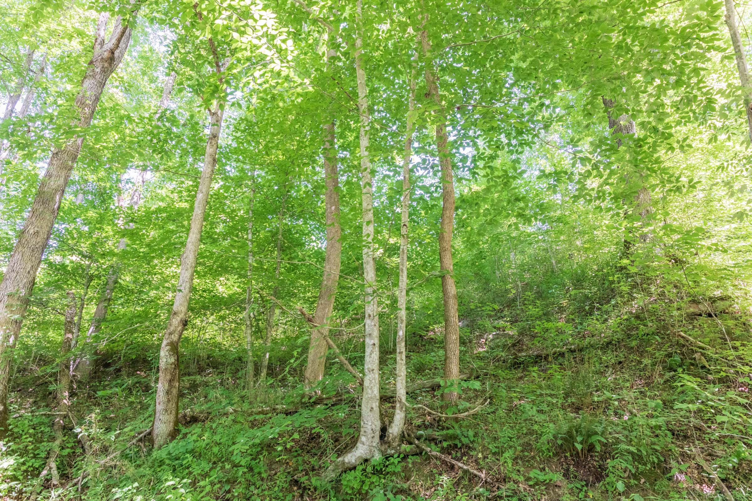 River’s Edge Tract 40 photo 11