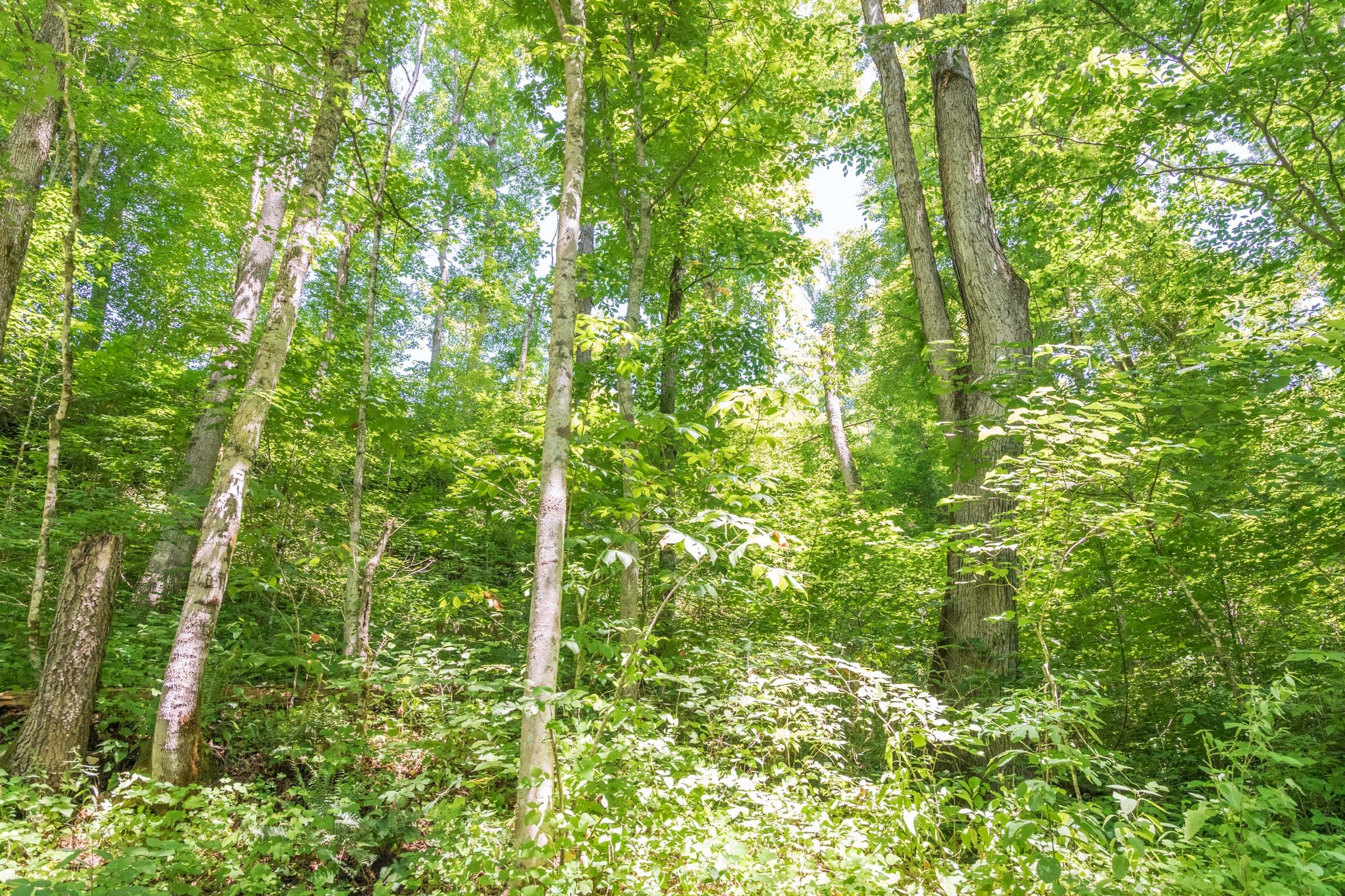 River’s Edge Tract 40 photo 12
