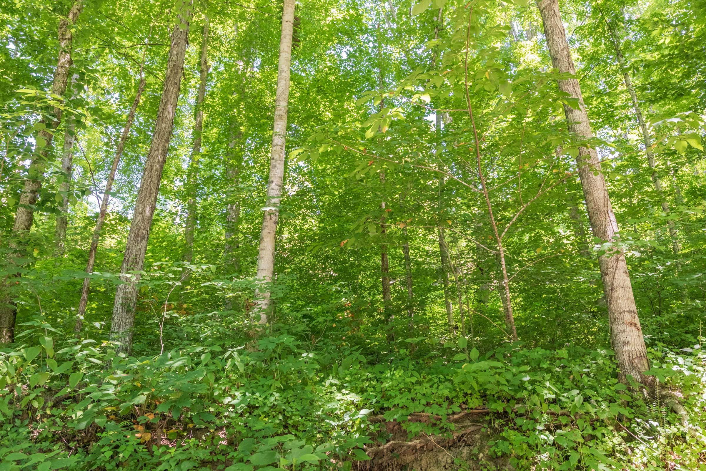 River’s Edge Tract 40 photo 13