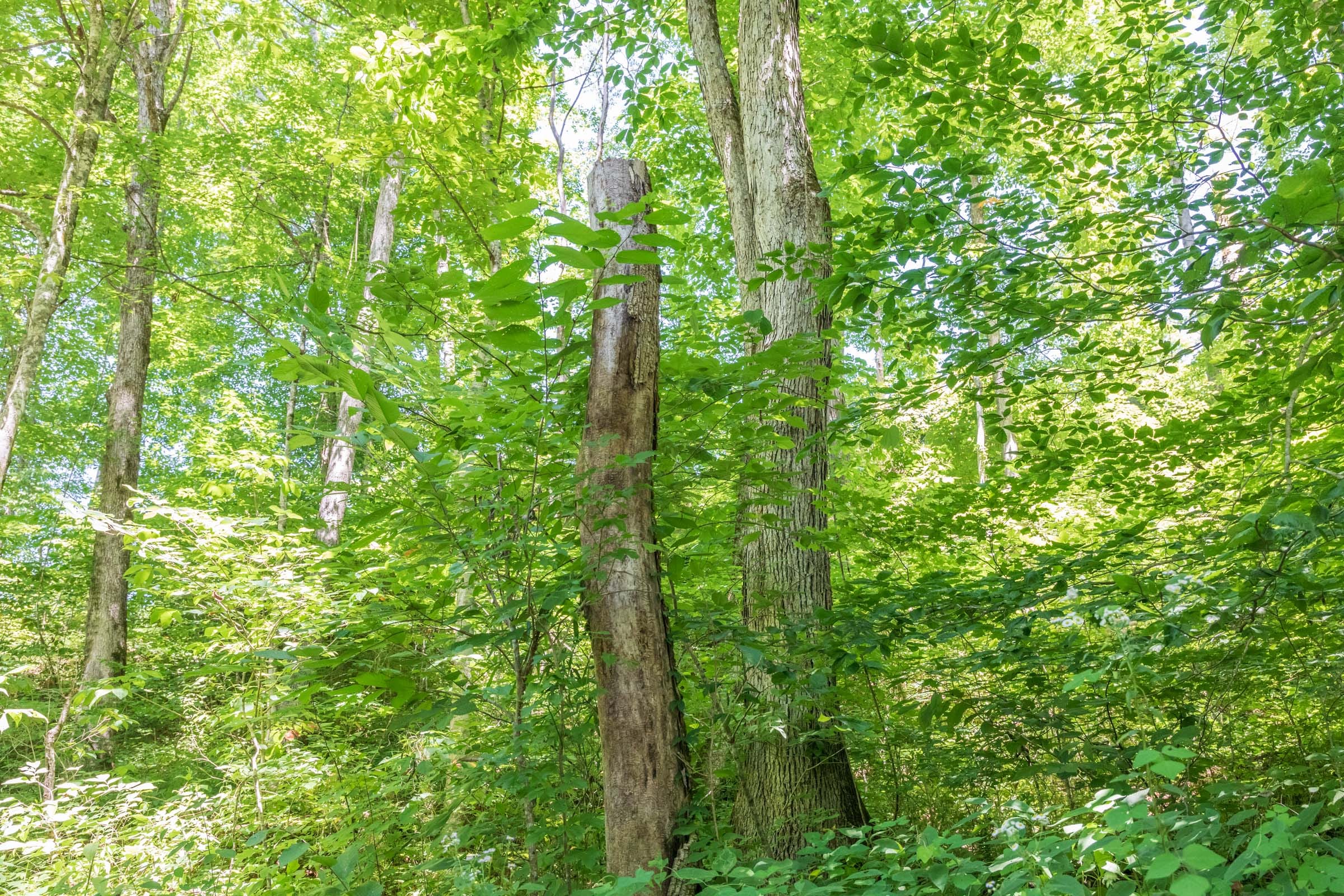 River’s Edge Tract 40 photo 14