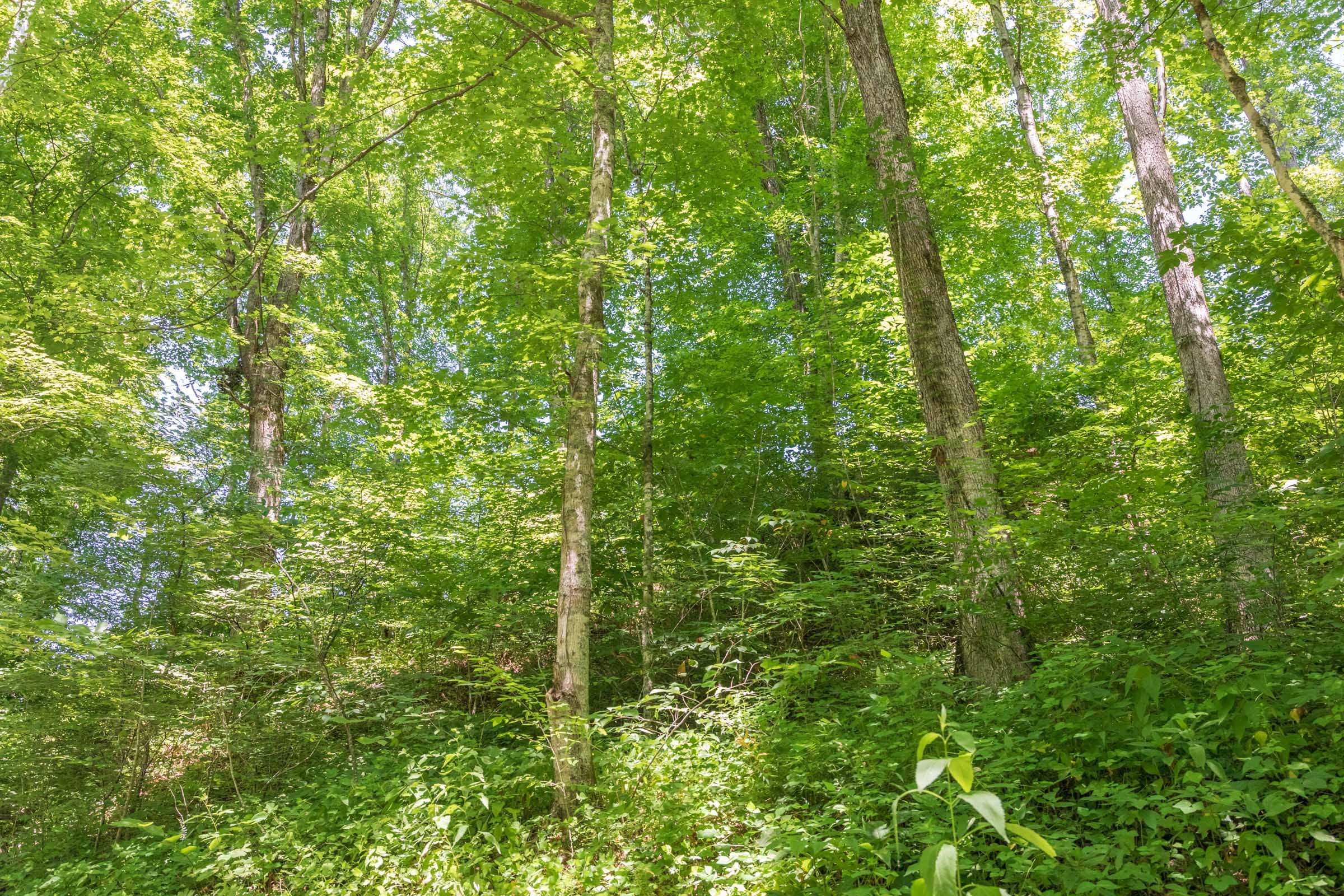 River’s Edge Tract 40 photo 15