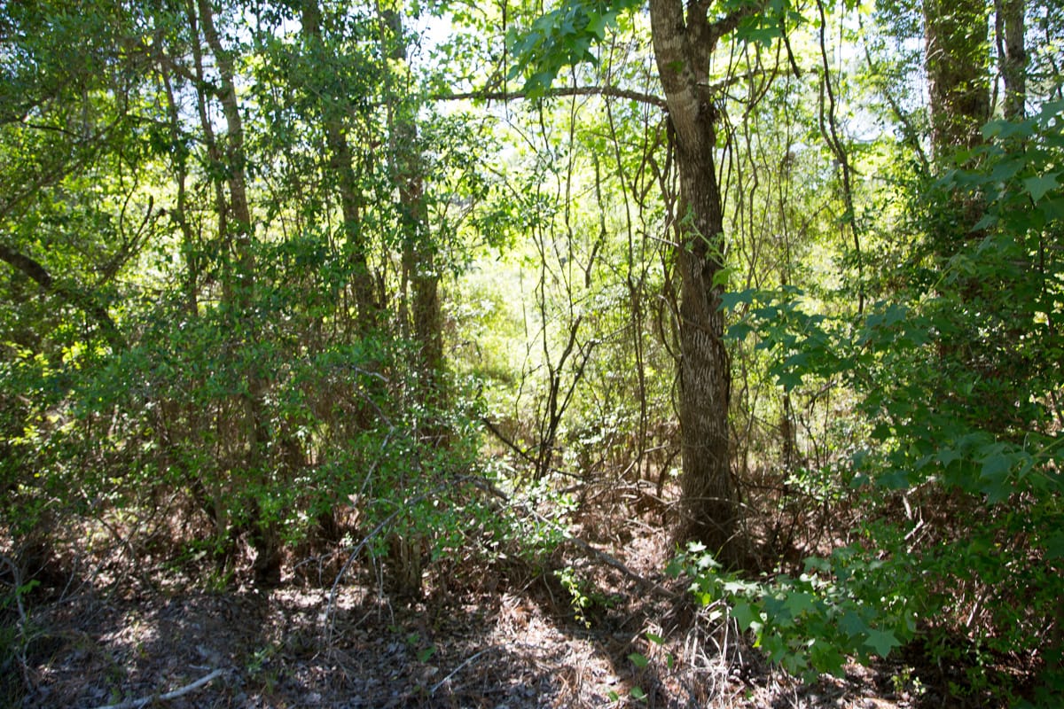 Rayburn Country Tract 300 photo 3