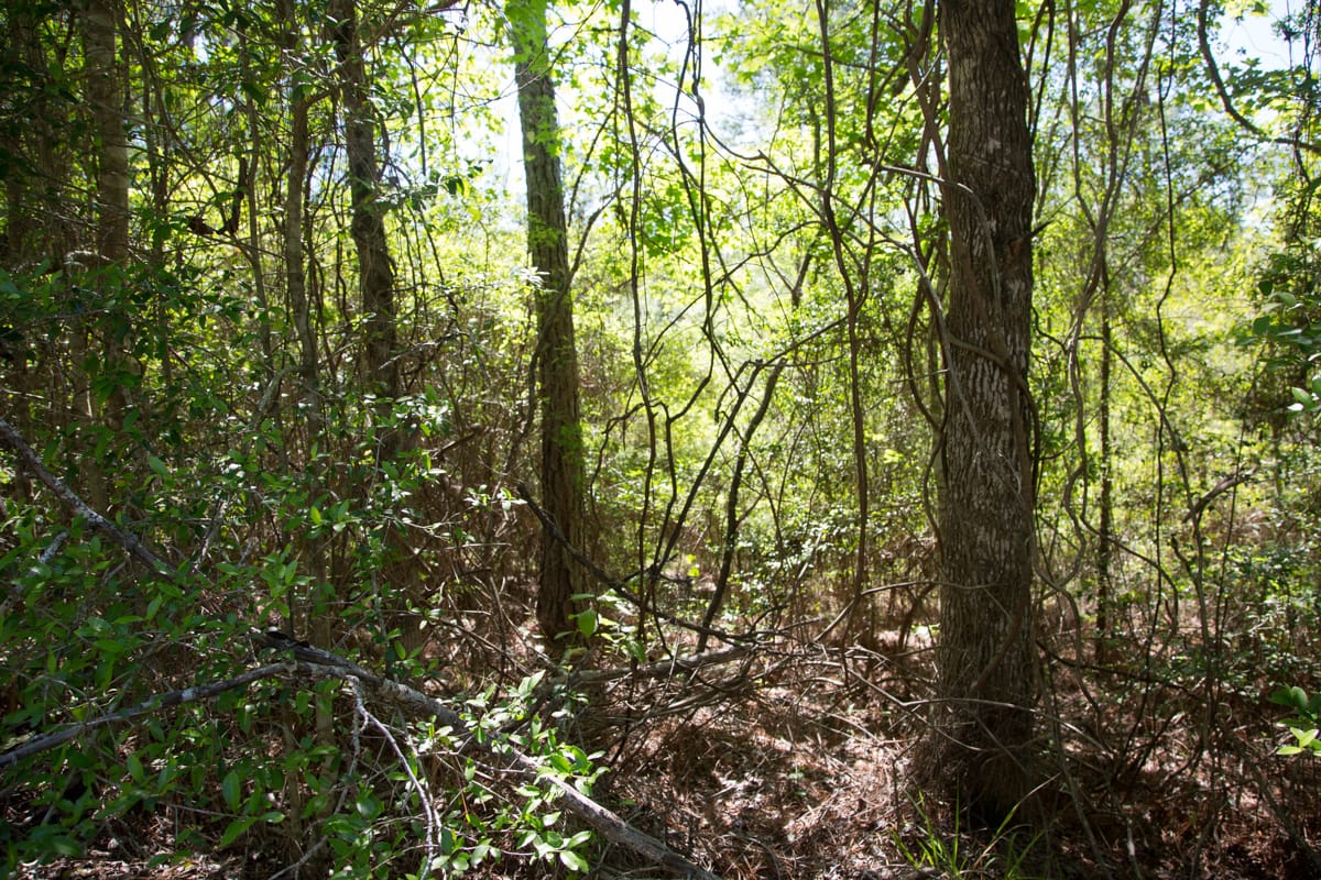 Rayburn Country Tract 300 photo 4