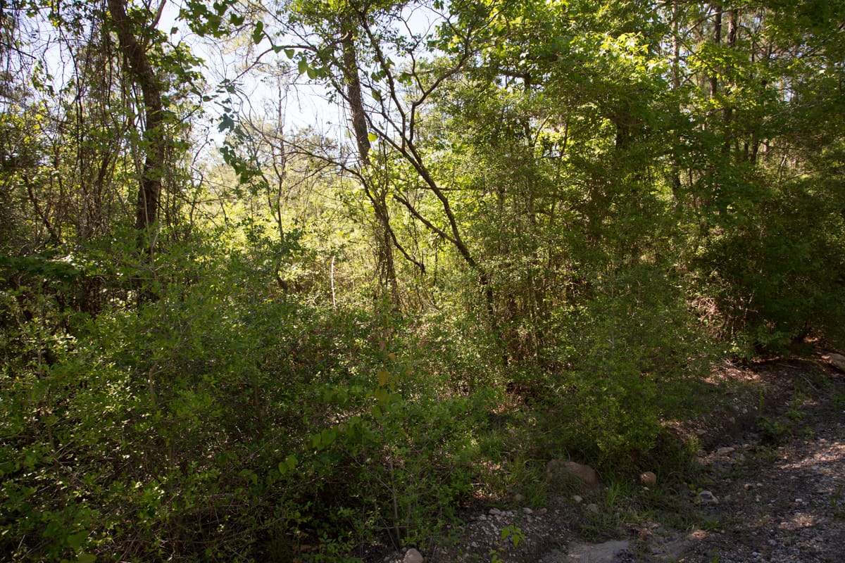 Rayburn Country Tract 300 photo 5
