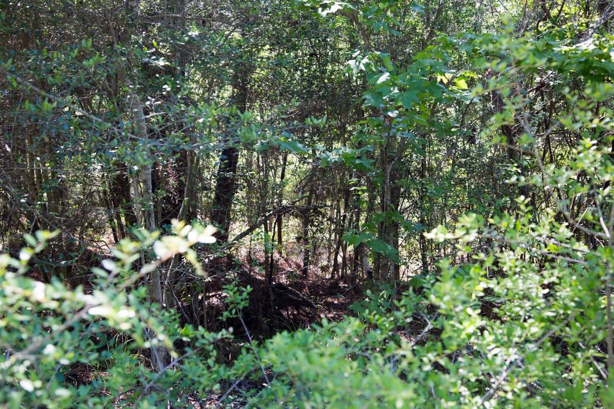 Rayburn Country Tract 300 photo 9