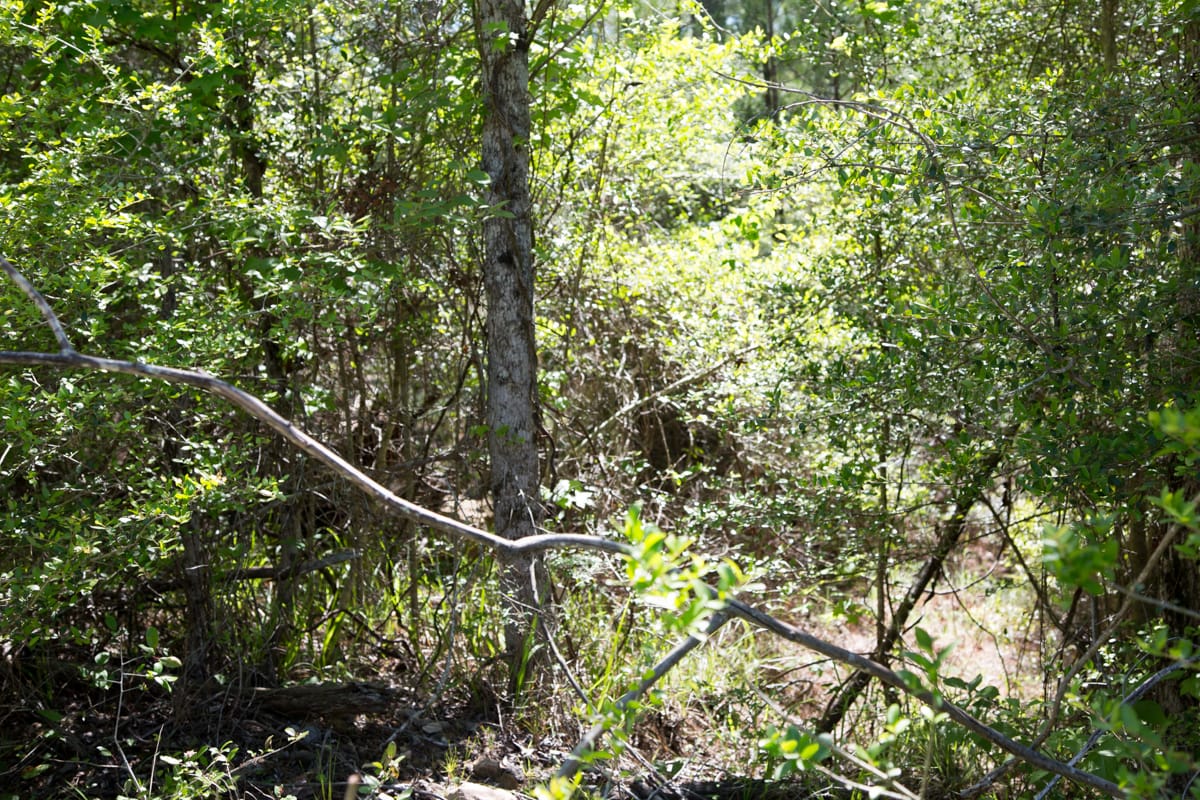 Rayburn Country Tract 300 photo 10