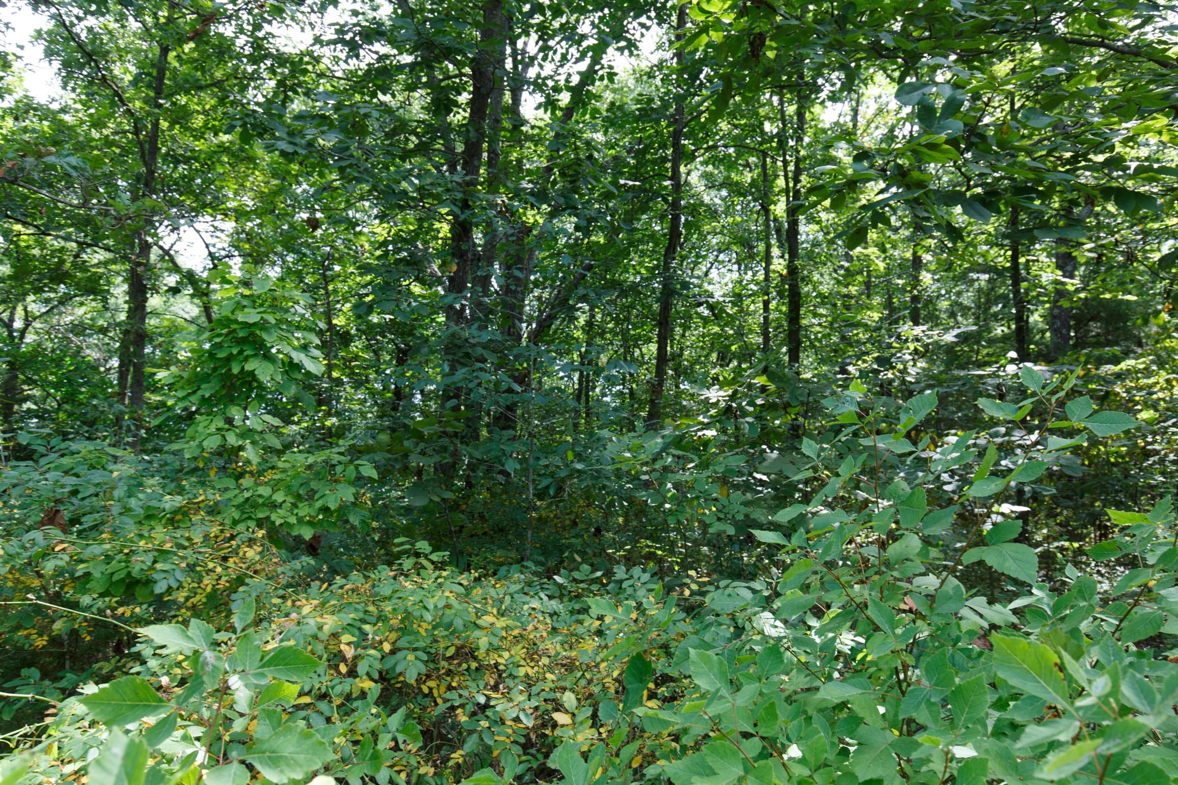Spring Lake Plat 6 Tract 19 photo 4