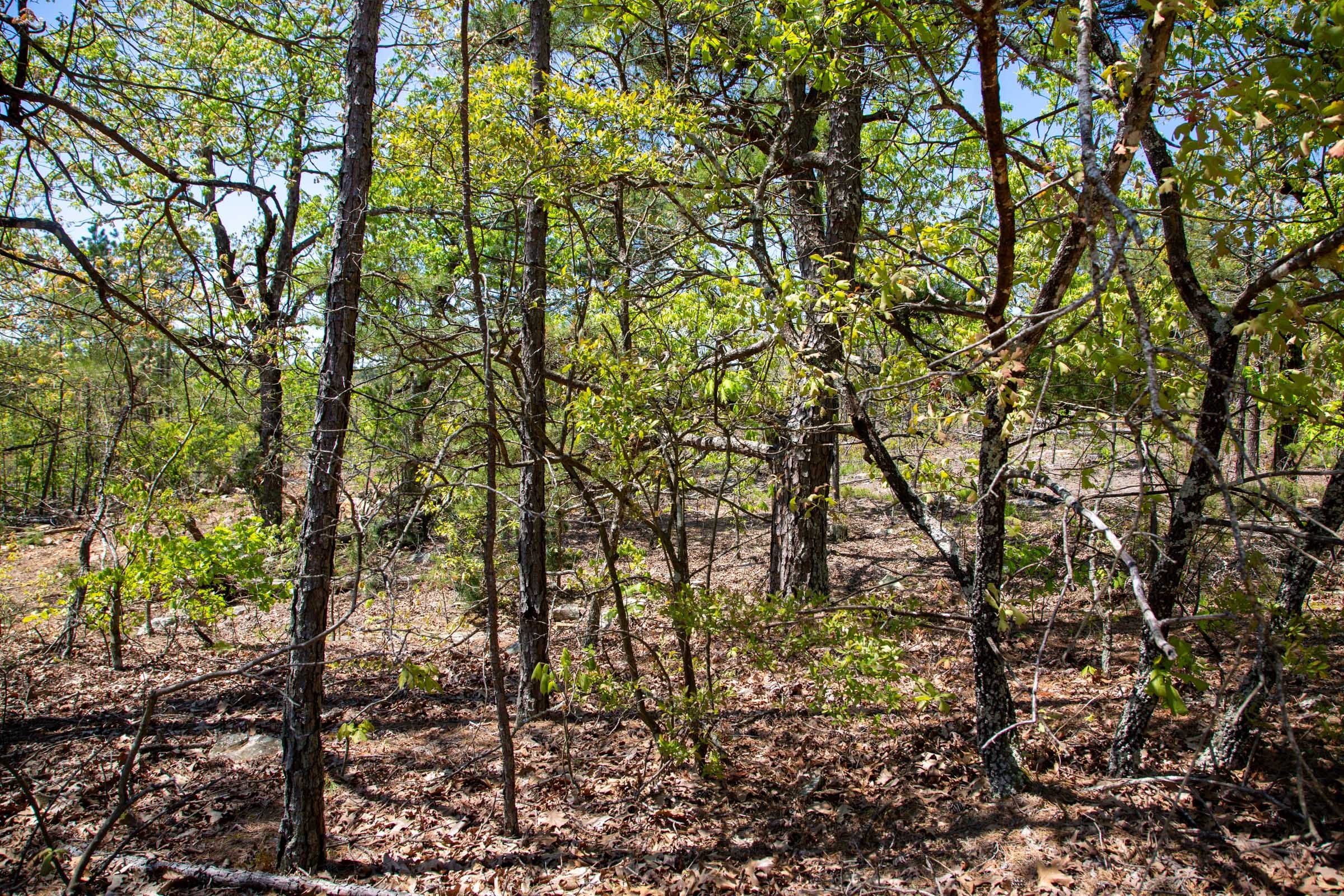 Eagle’s Nest Tract 24 photo 3