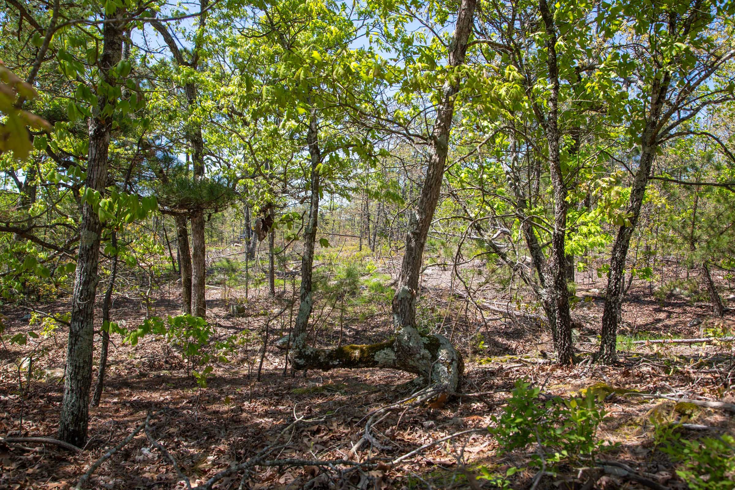 Eagle’s Nest Tract 24 photo 5