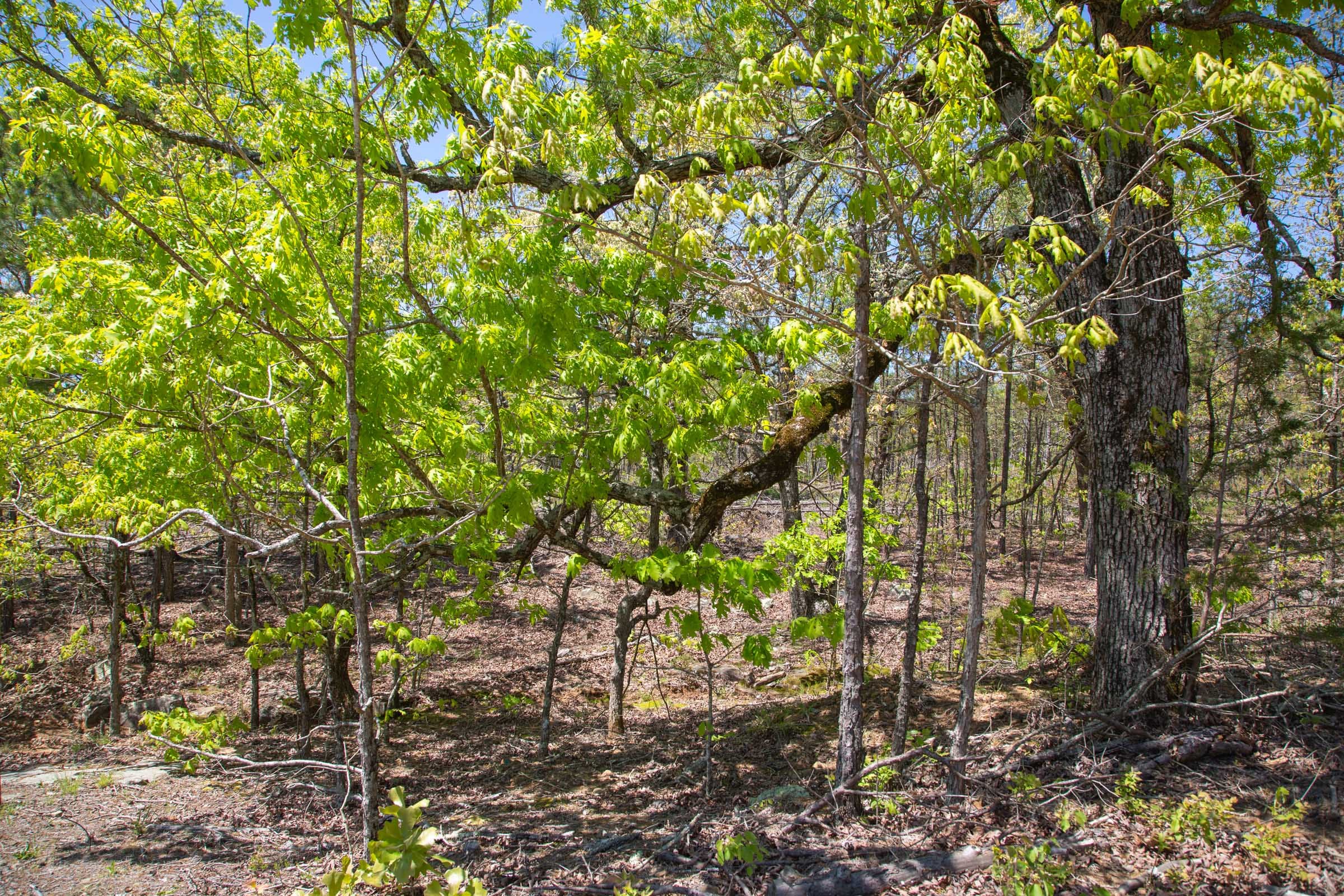 Eagle’s Nest Tract 24 photo 14